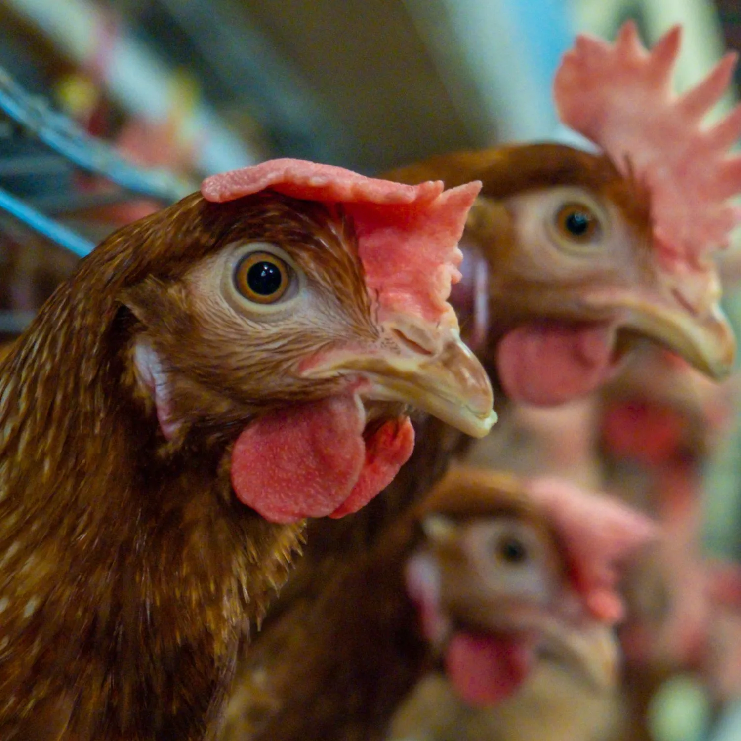 Ad Arborio nessuno vuole il nuovo maxi allevamento di galline