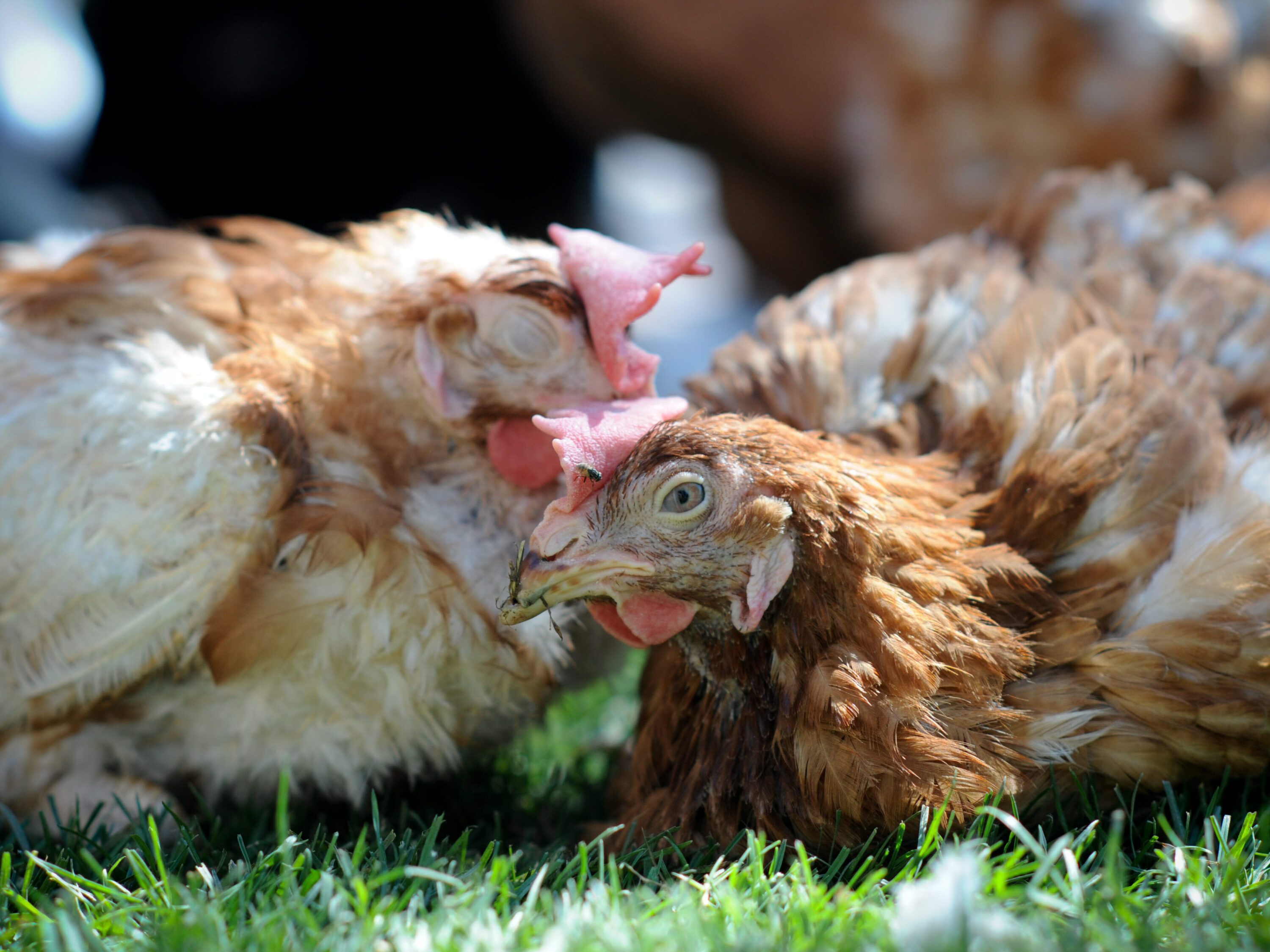 Galline salvate