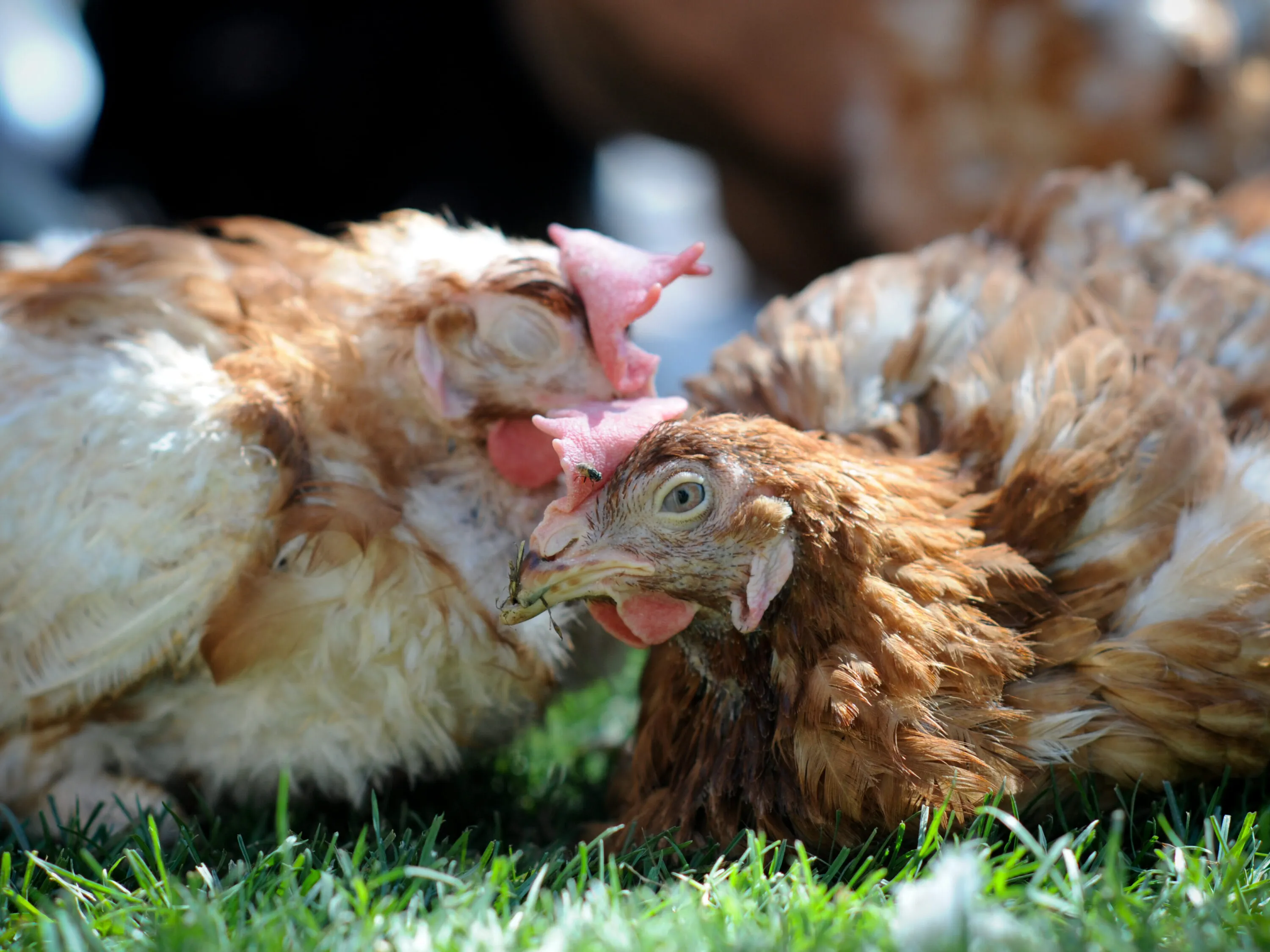 Galline salvate