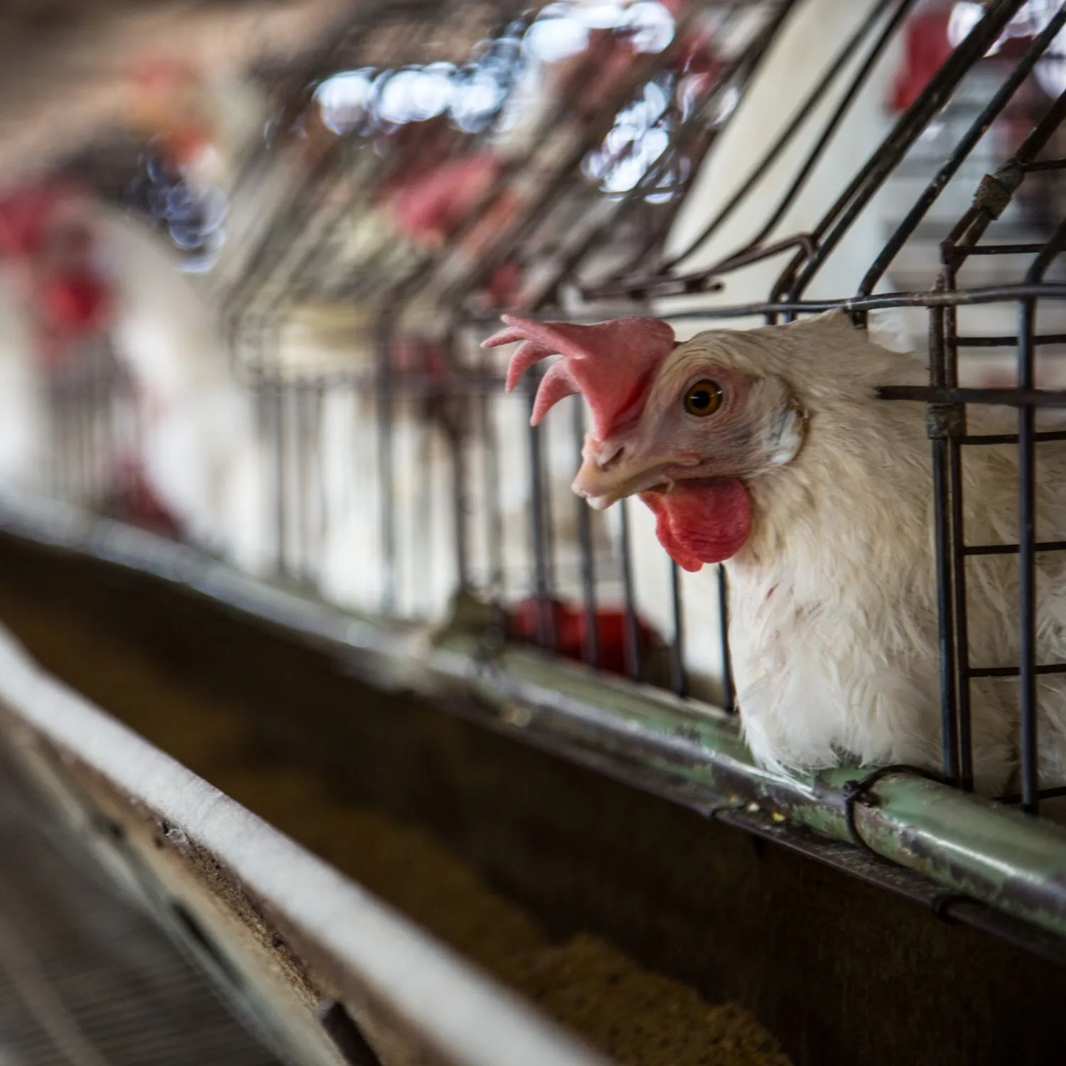 Il 92% delle aziende ha mantenuto la promessa di eliminare le gabbie per le galline: una svolta globale