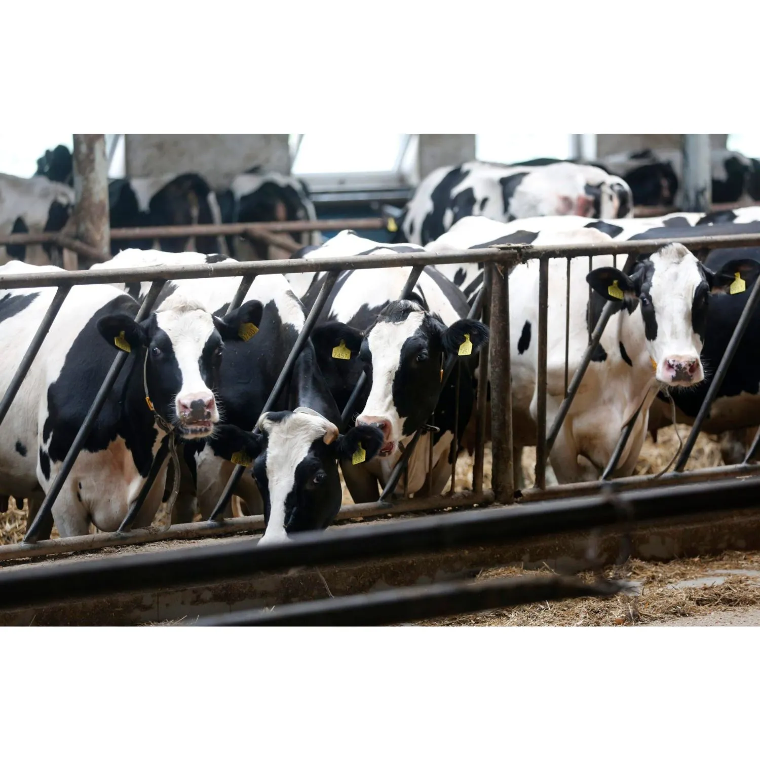 EFSA: spazi stretti, mutilazioni e stress compromettono il benessere dei bovini