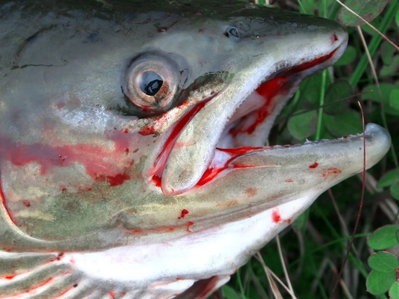 Dentro gli allevamenti di trote del Regno Unito 7 Pesce