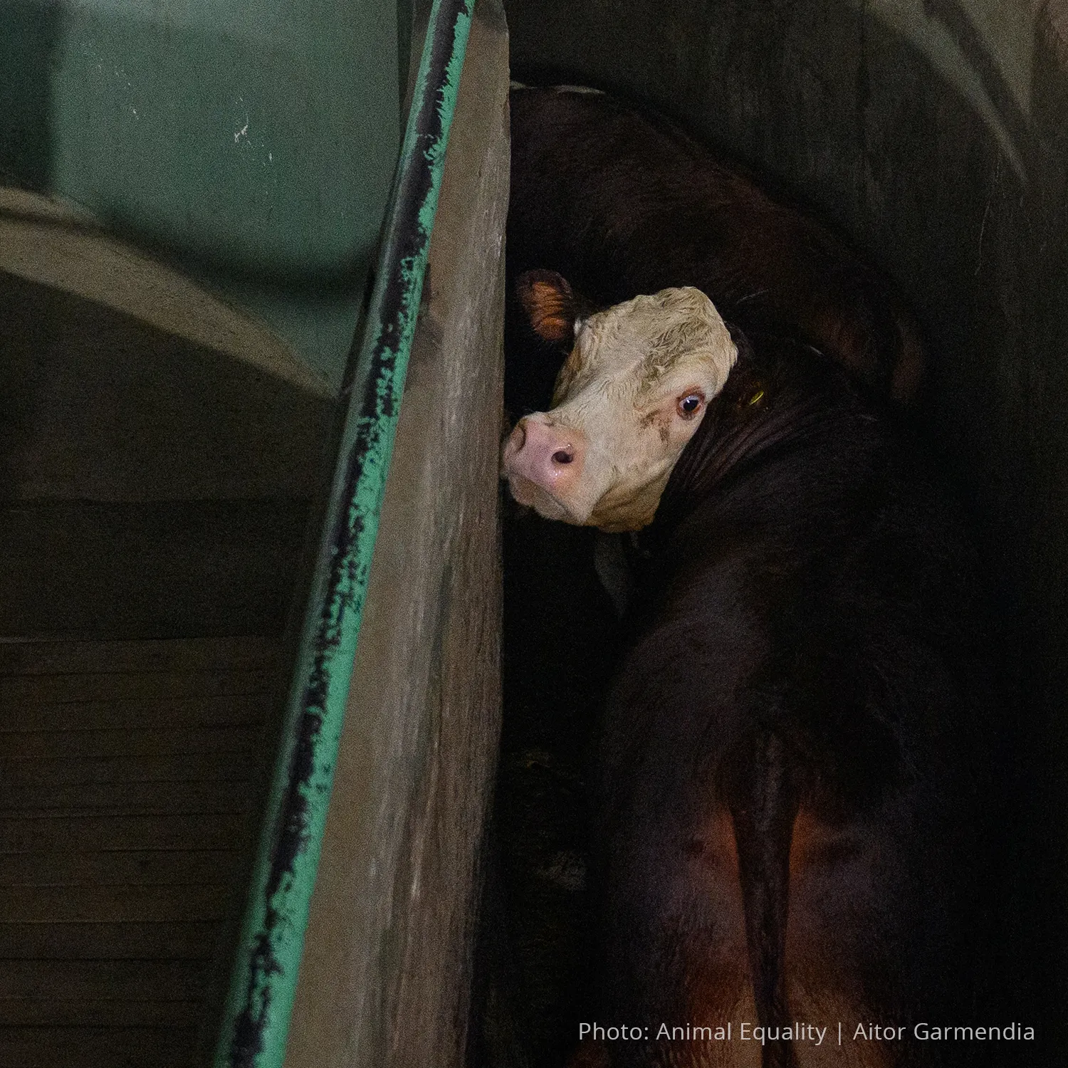Animal Equality denuncia la crudeltà nei macelli argentini