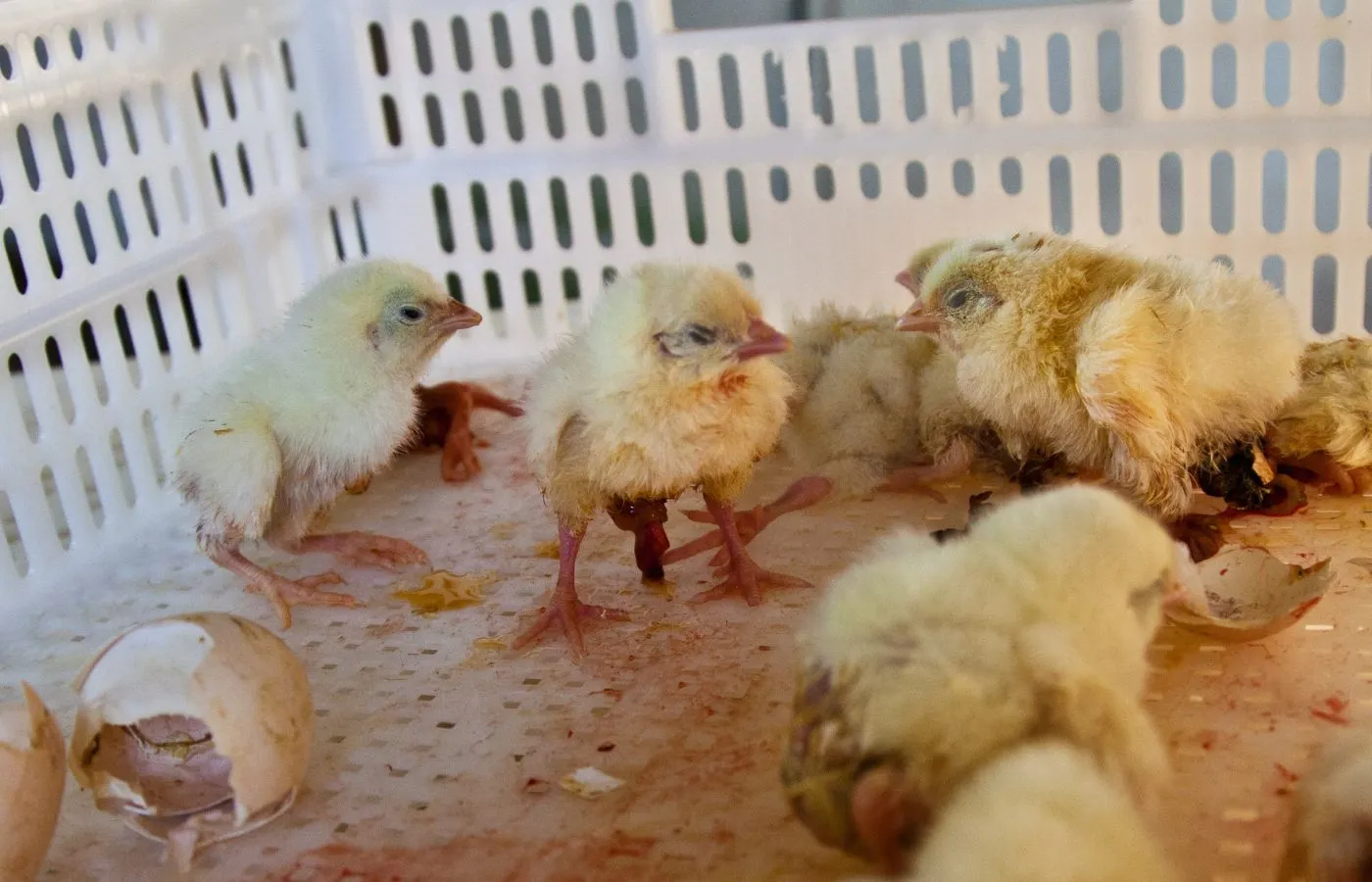 Manda la tua opinione all'UE 19