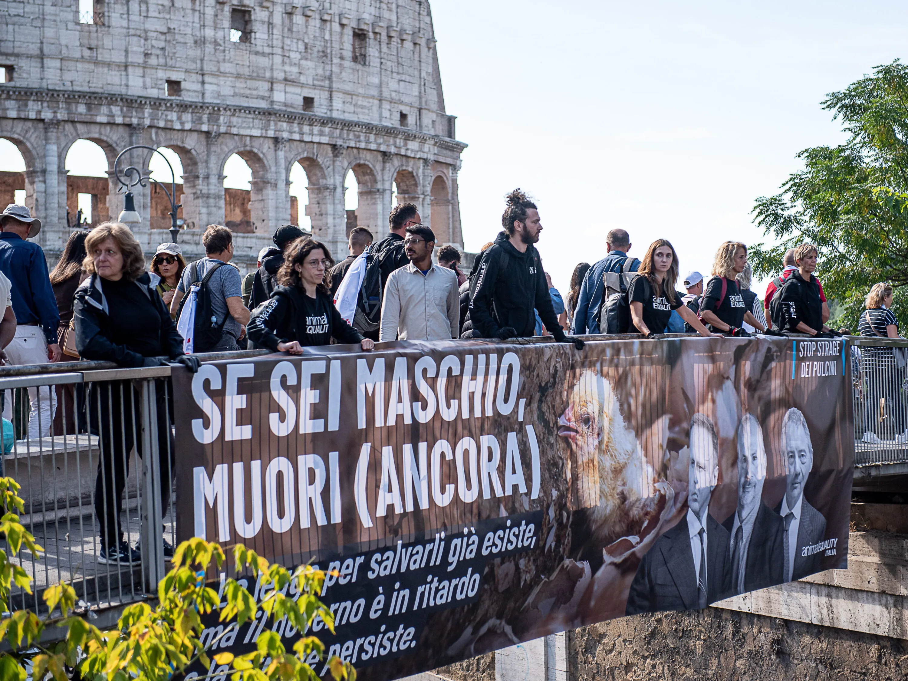 Pubblicate le linee guida per fermare l’uccisione dei pulcini maschi 13