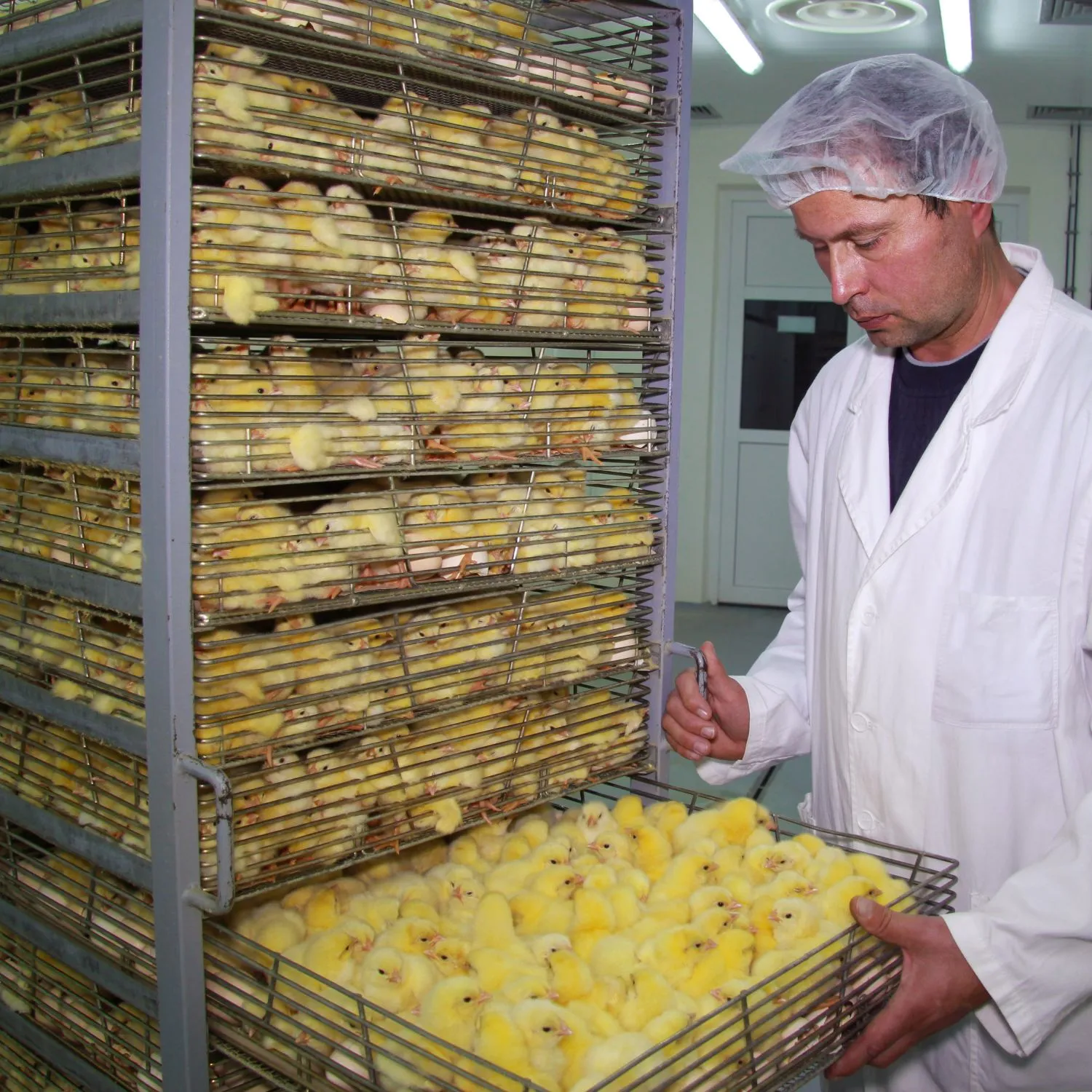 Lidl Italia estende il suo impegno cage-free e si pronuncia sulle tecniche di ovossessaggio