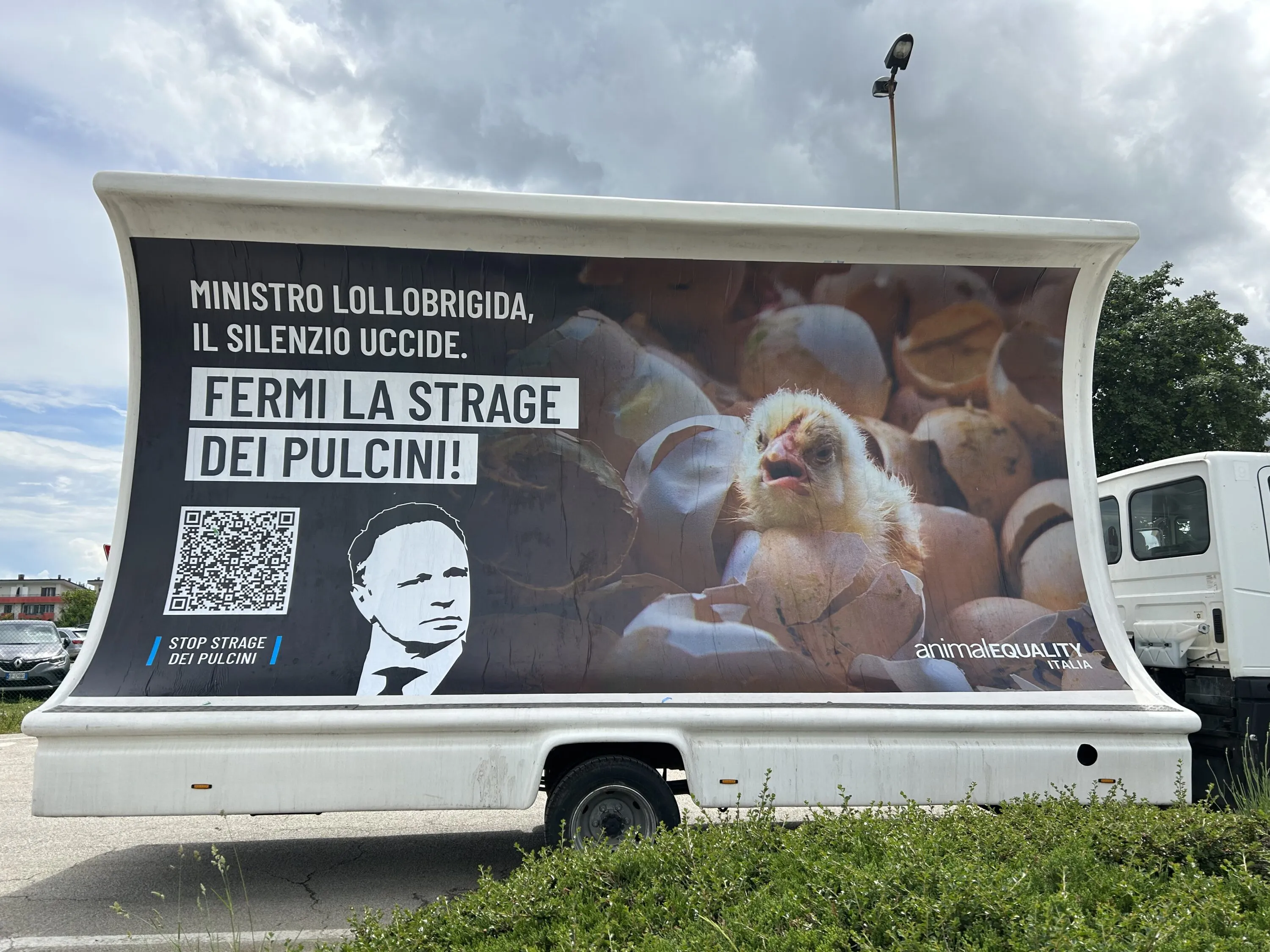 Pubblicate le linee guida per fermare l’uccisione dei pulcini maschi 18