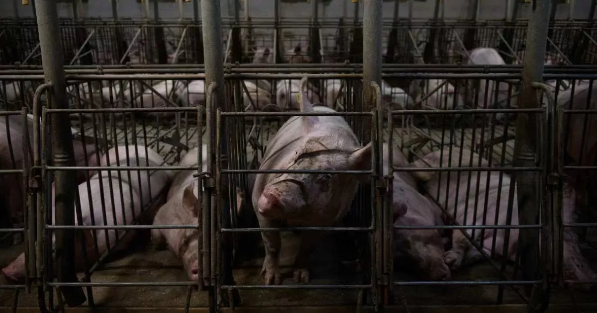 Manda la tua opinione all'UE 3