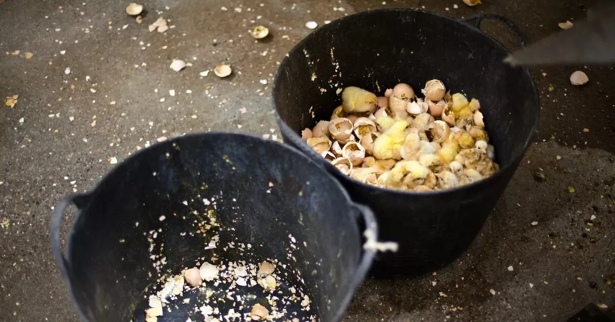 Manda la tua opinione all'UE 4