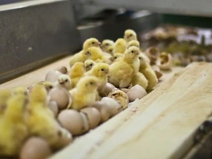La Commissione UE potrebbe fare marcia indietro per gli animali 7