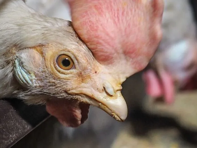 La Commissione UE potrebbe fare marcia indietro per gli animali 5