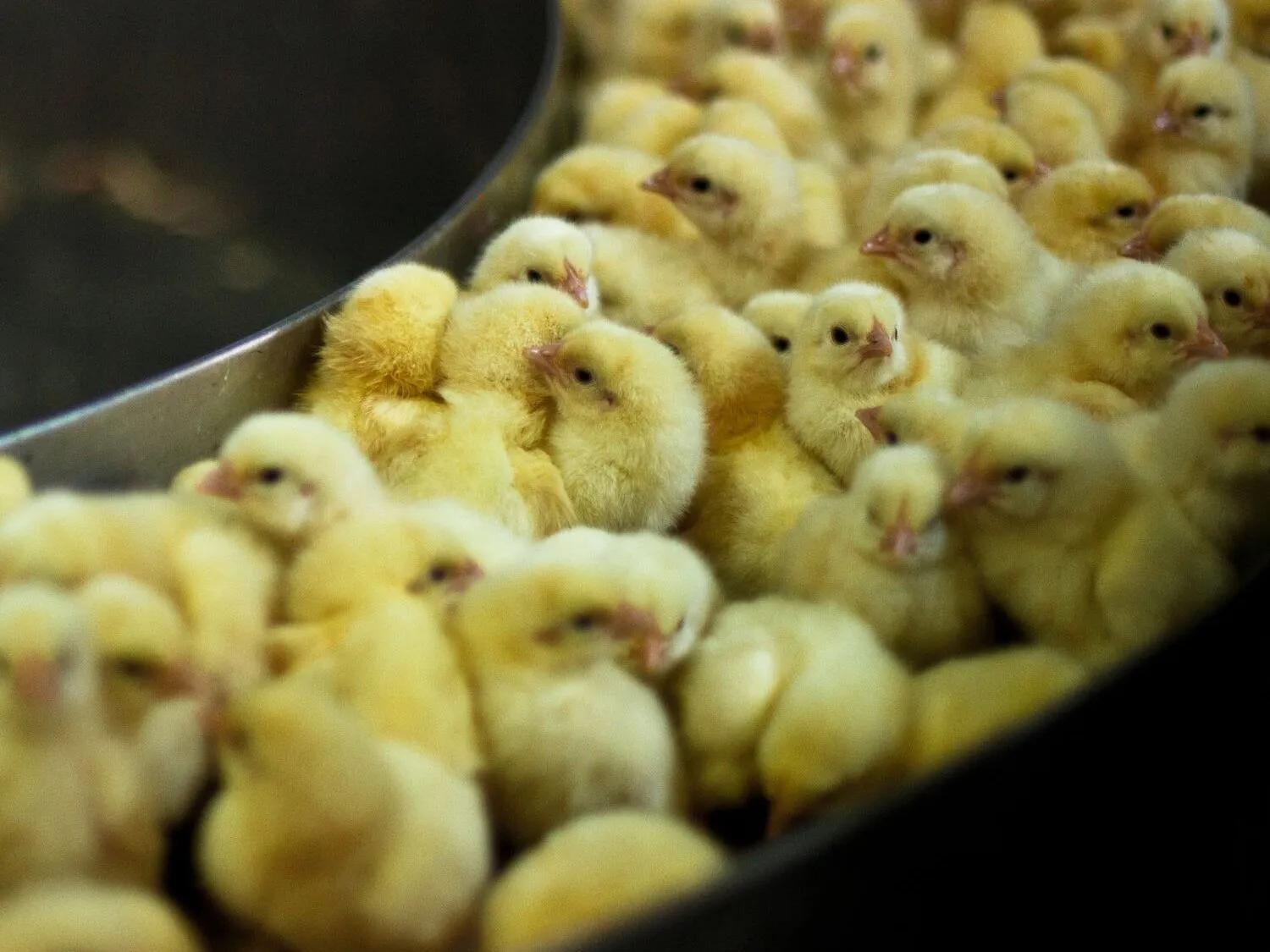 Pubblicate le linee guida per fermare l’uccisione dei pulcini maschi 6