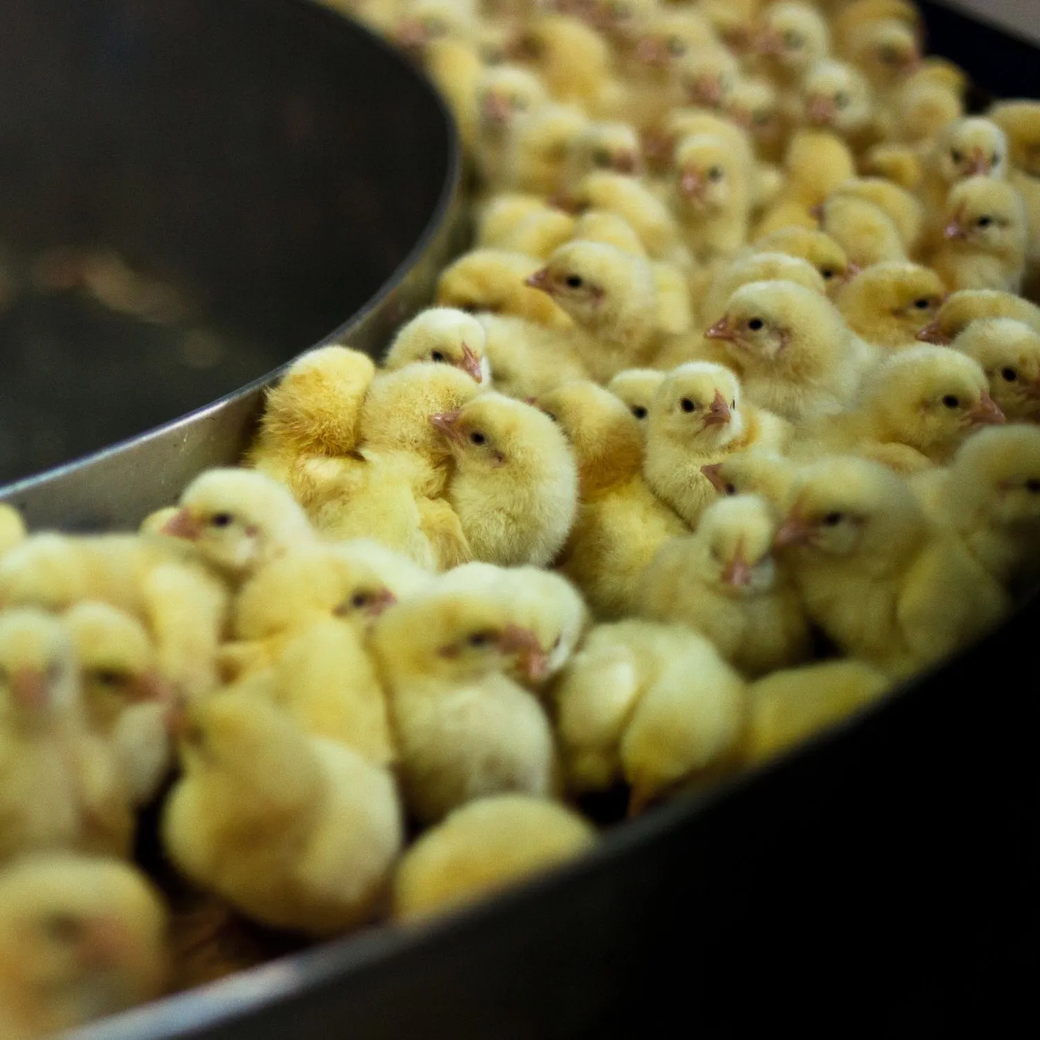 Manda la tua opinione all'UE 1