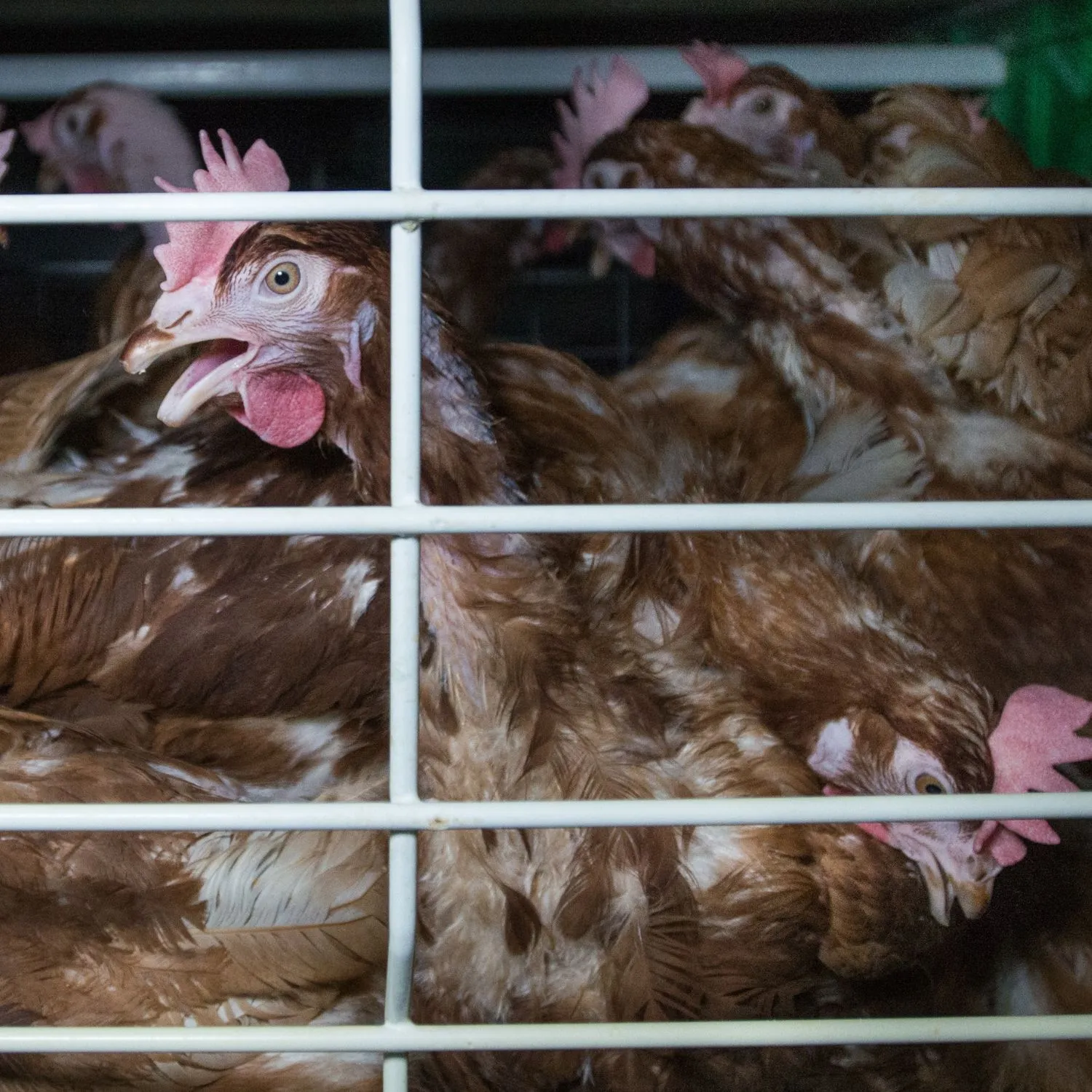 Manda la tua opinione all'UE 2