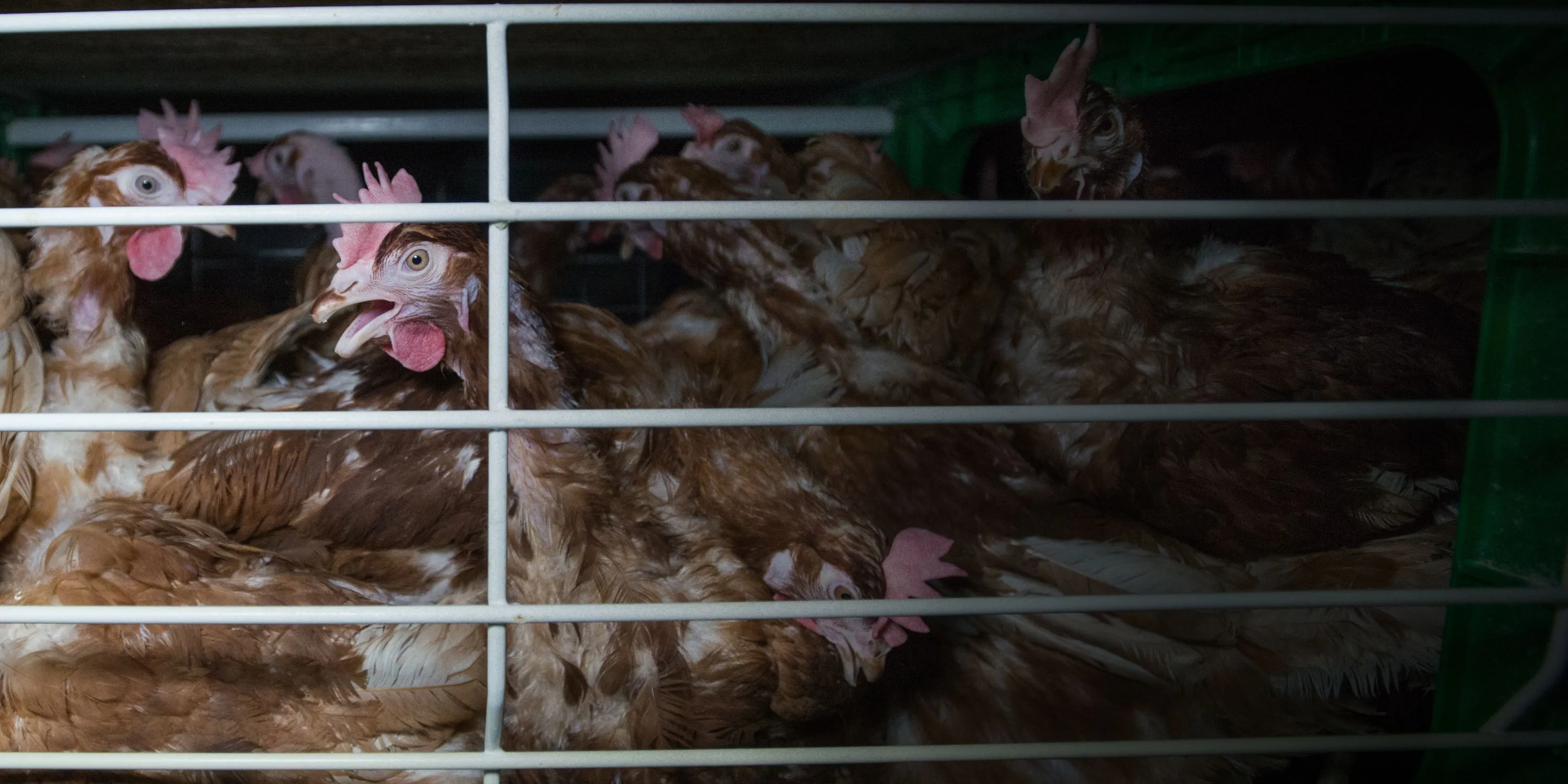 Manda la tua opinione all'UE 1