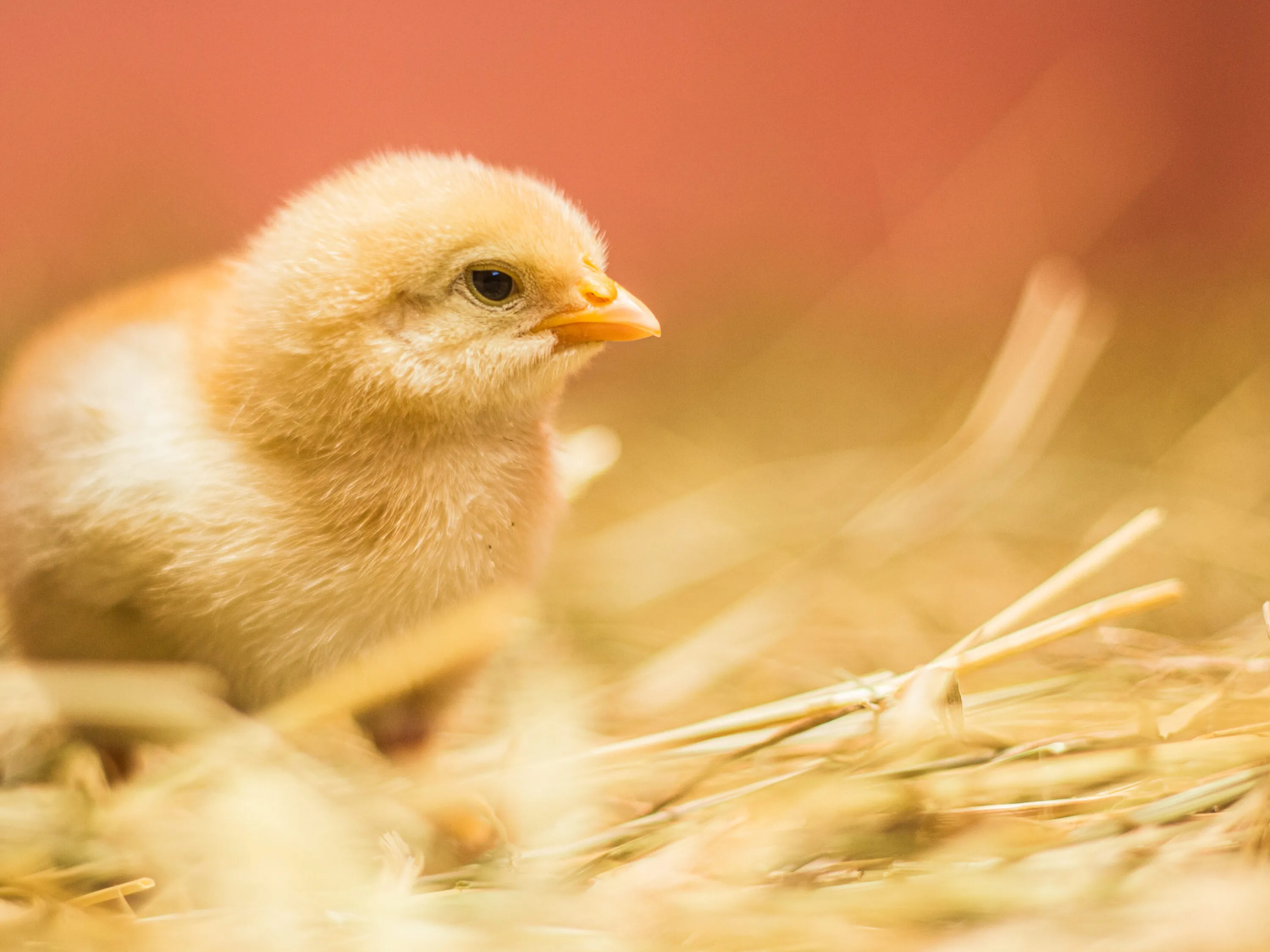 Pubblicate le linee guida per fermare l’uccisione dei pulcini maschi 11