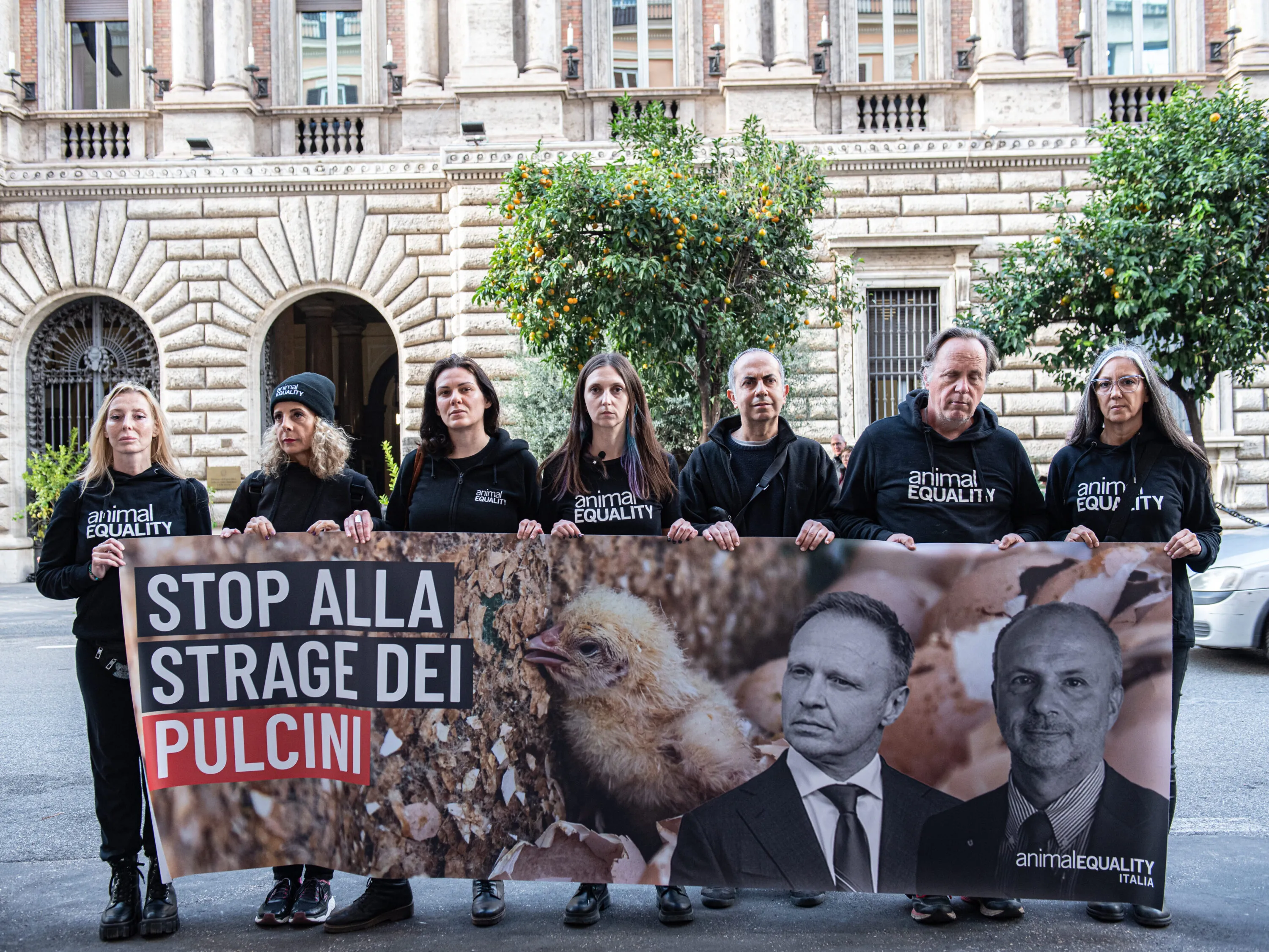 Pubblicate le linee guida per fermare l’uccisione dei pulcini maschi 14