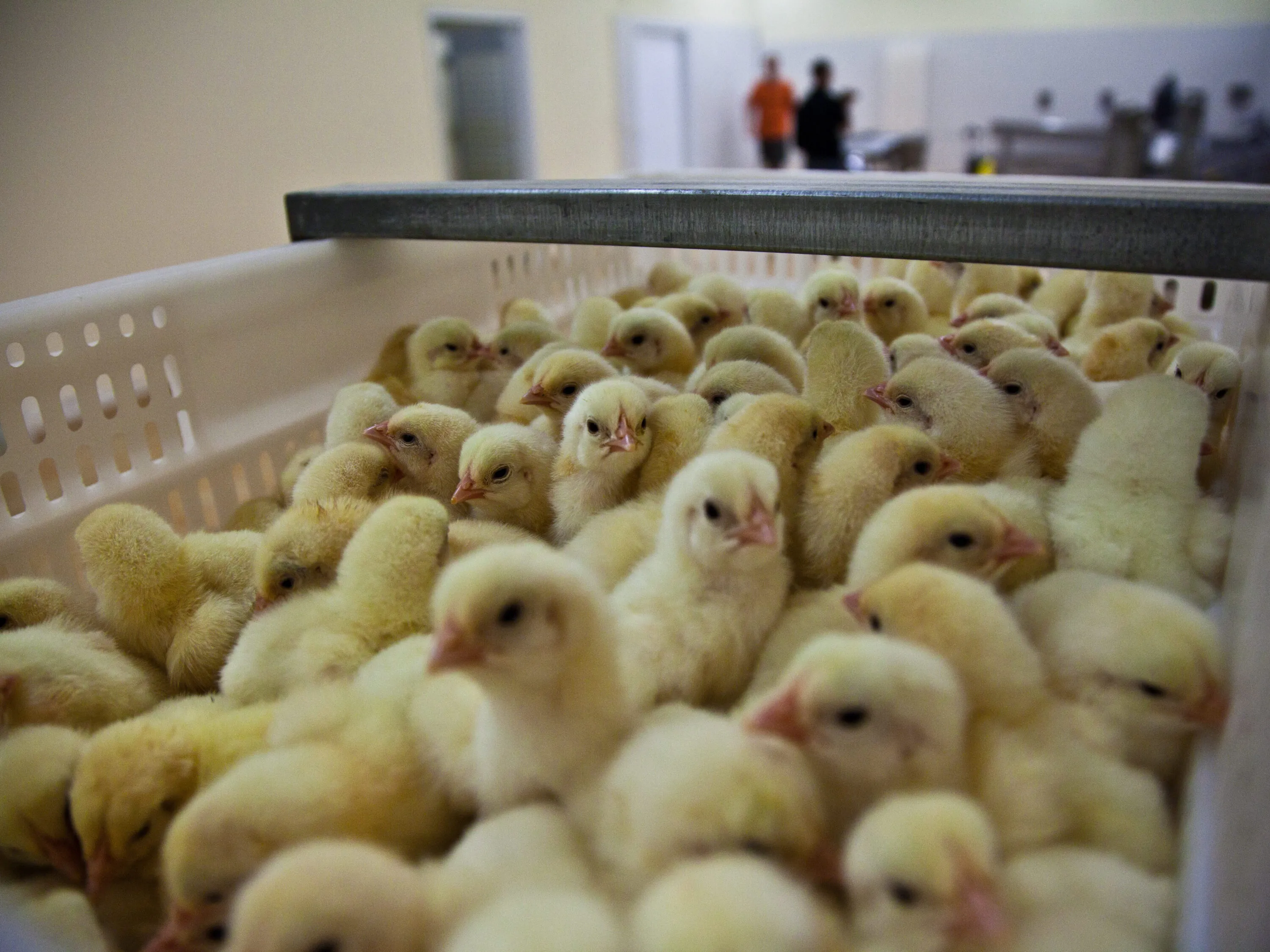 Pubblicate le linee guida per fermare l’uccisione dei pulcini maschi 10