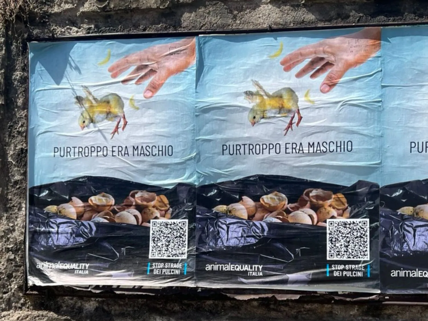 Pubblicate le linee guida per fermare l’uccisione dei pulcini maschi 19