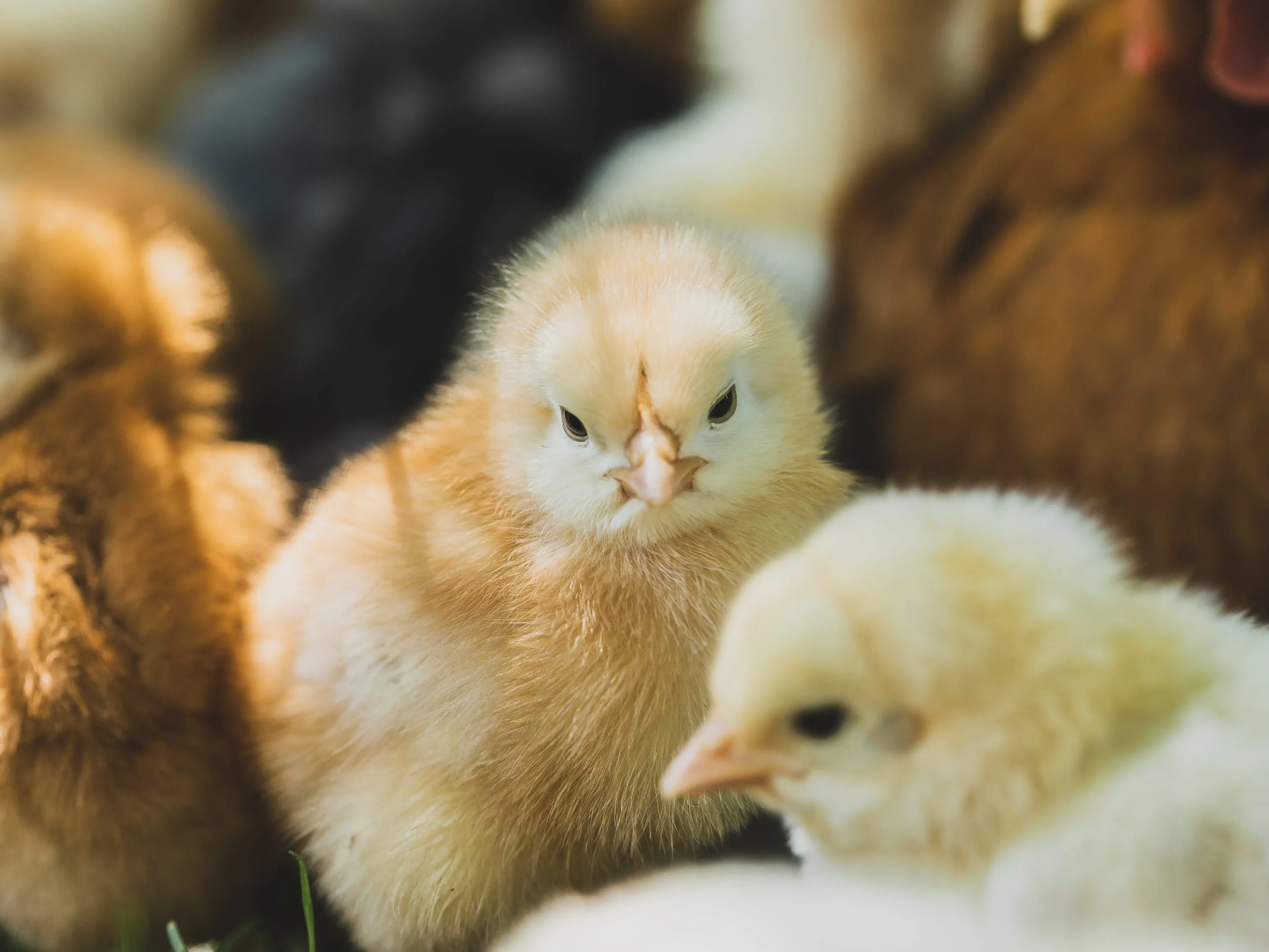 Pubblicate le linee guida per fermare l’uccisione dei pulcini maschi 9