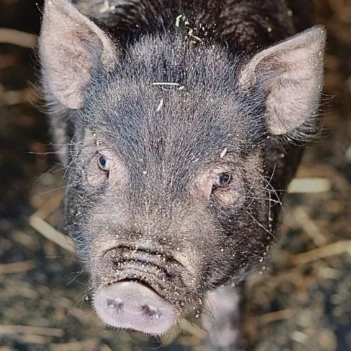 uk sanctuary pig mobile