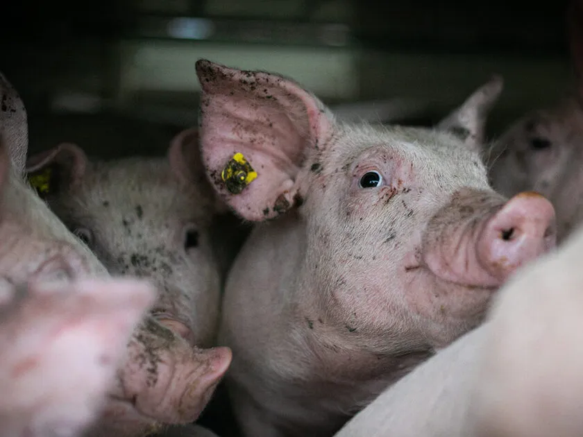 Abbiamo scritto un libro: “La fabbrica della carne” 6