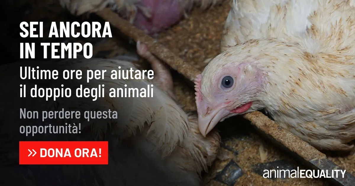 matching gift campaign 2025