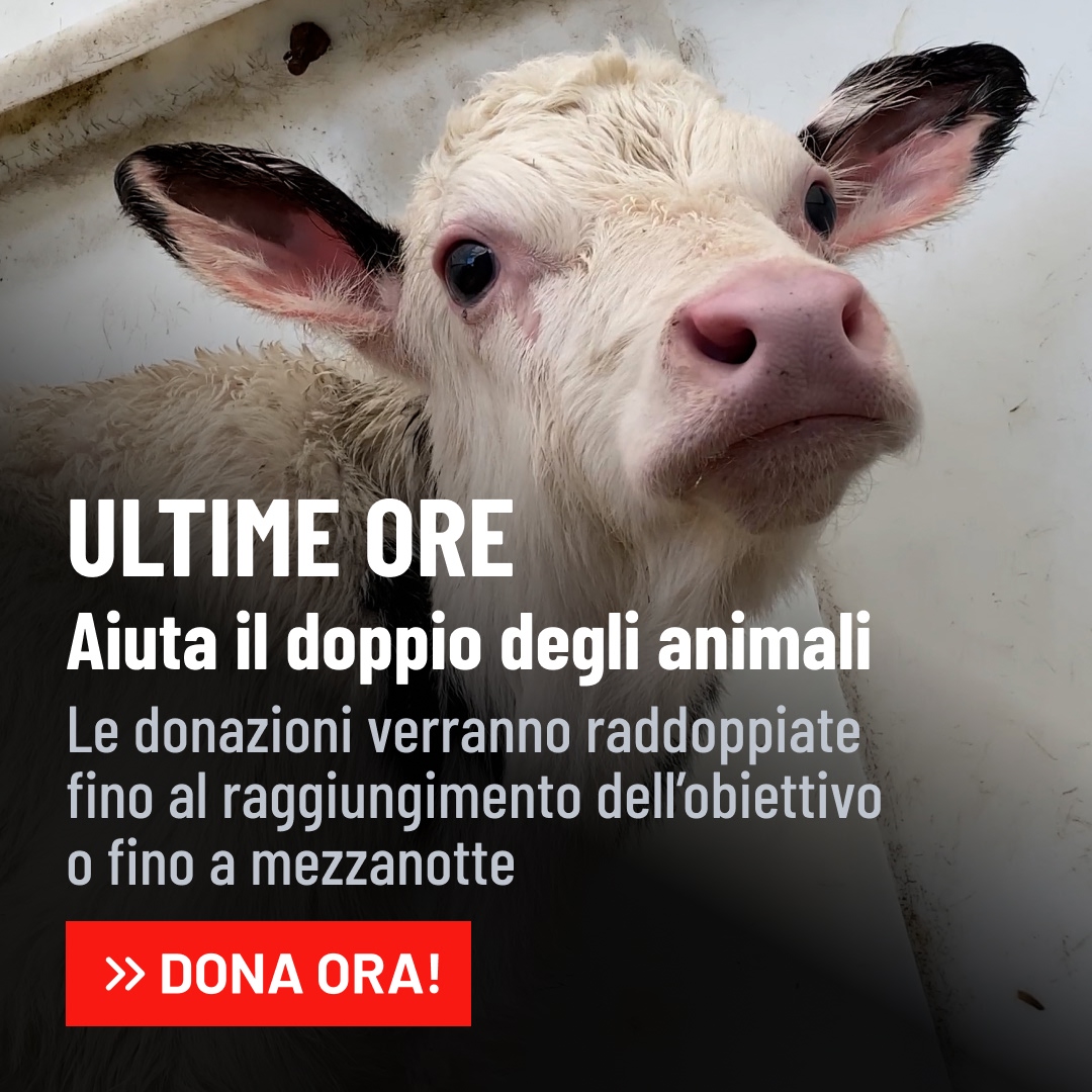 ultime ore matching gift campaign