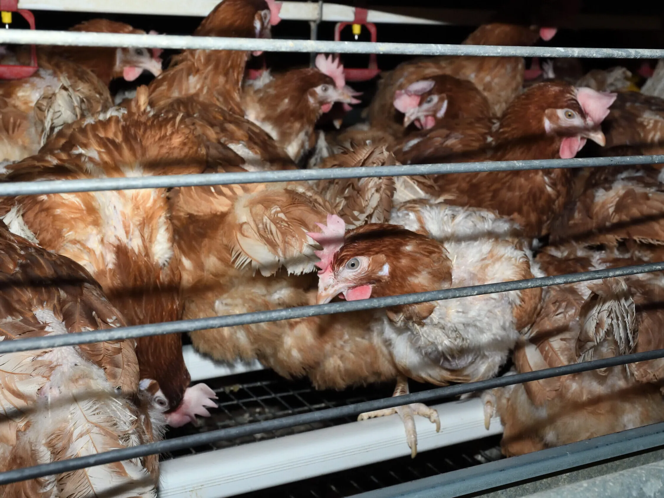 Galline nella gabbia di un allevamento