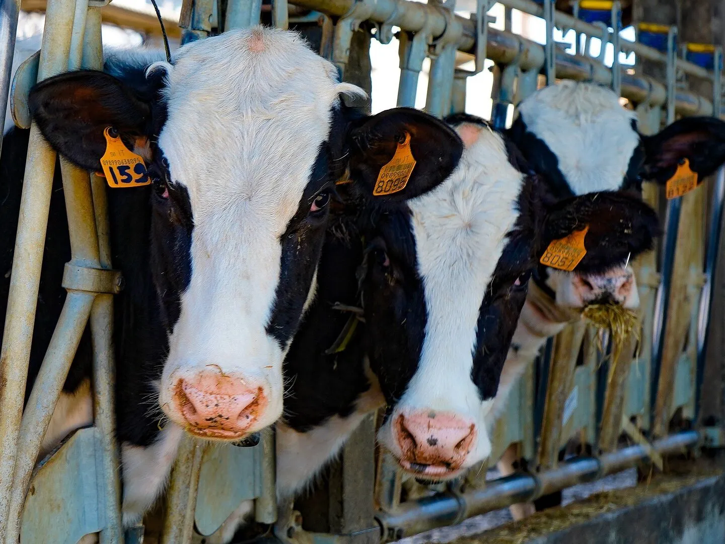 Mucche allevamento intensivo