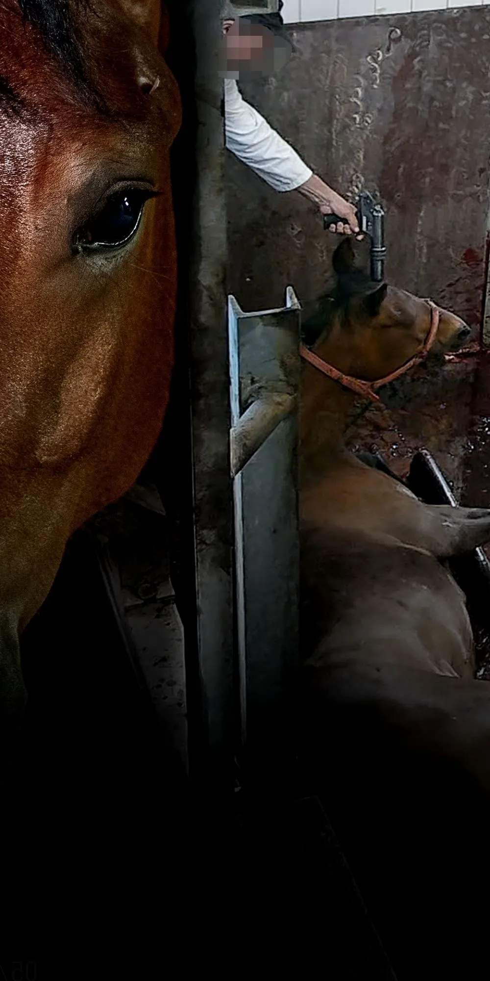 inchiesta macello di cavalli nel nord italia