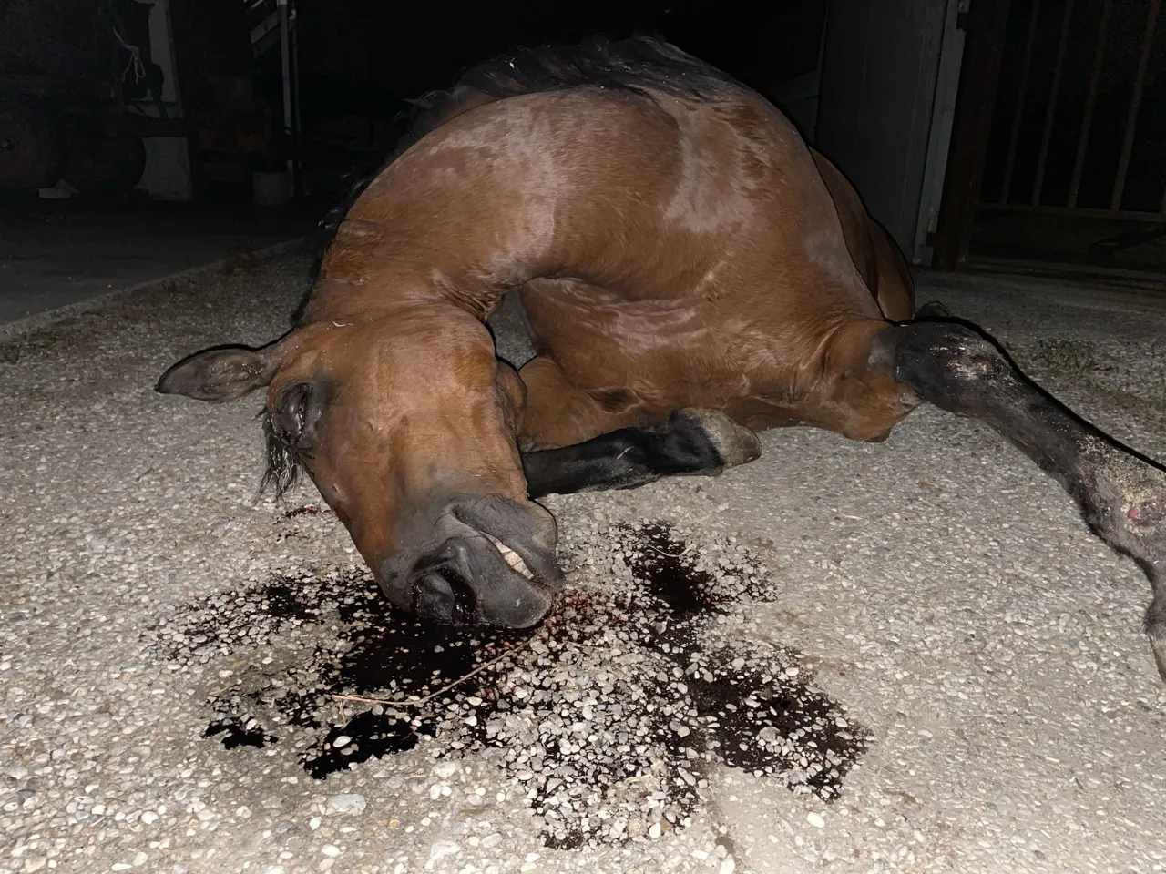corpo cavallo morto