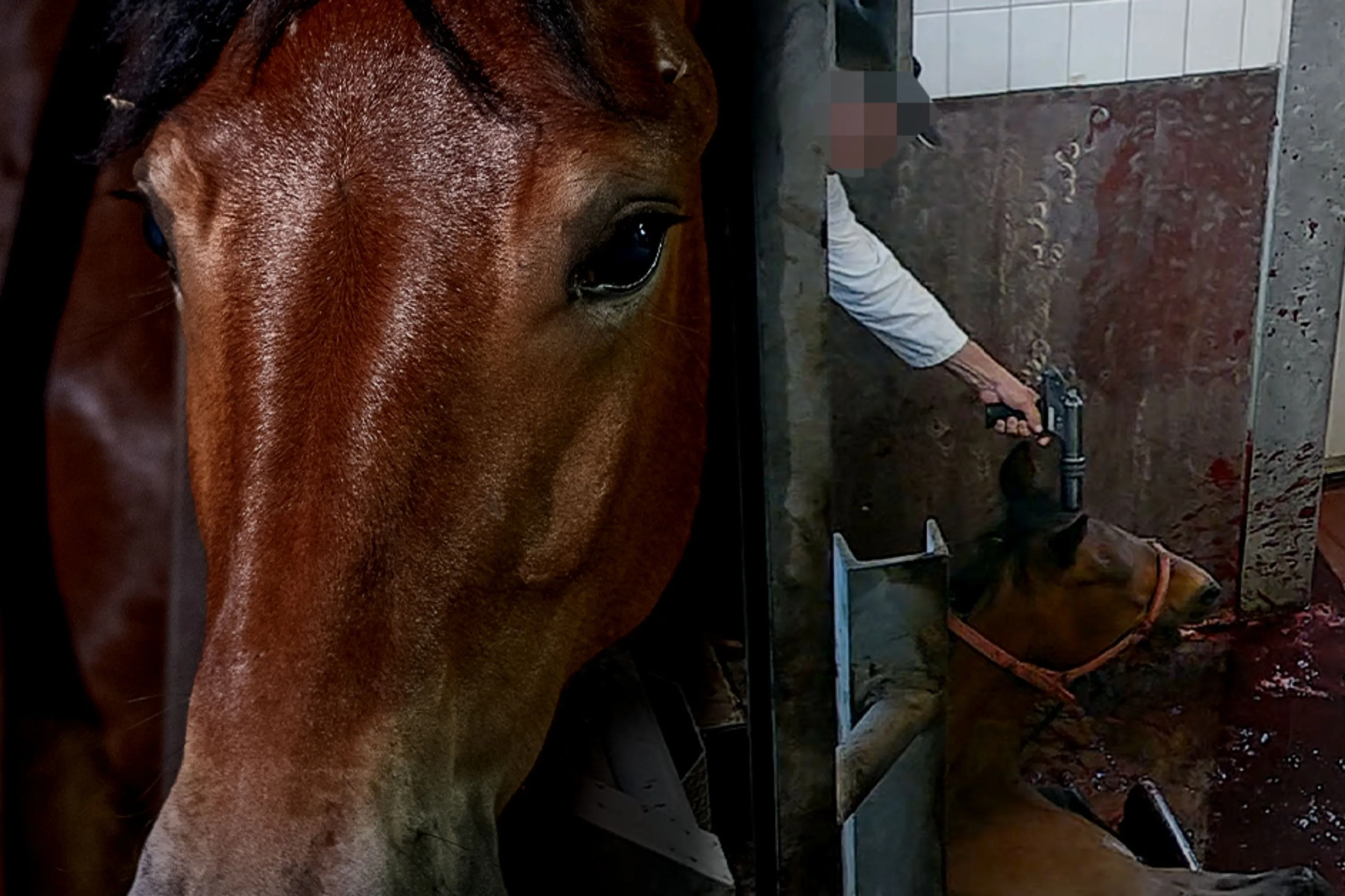 inchiesta macello di cavalli nel nord italia