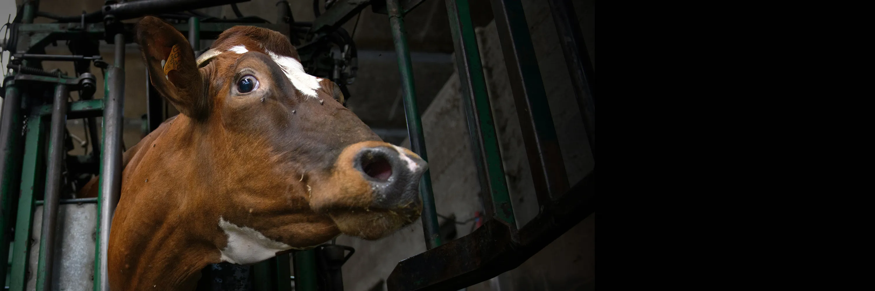 matching gift campaign 2025