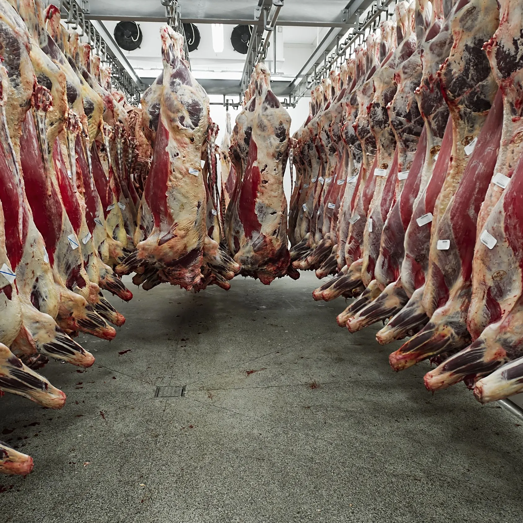 Abbiamo scritto un libro: “La fabbrica della carne” 4 Abbiamo scritto un libro: “La fabbrica della carne”