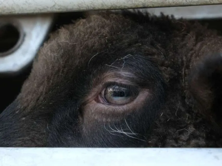 Pecora trasportata viva