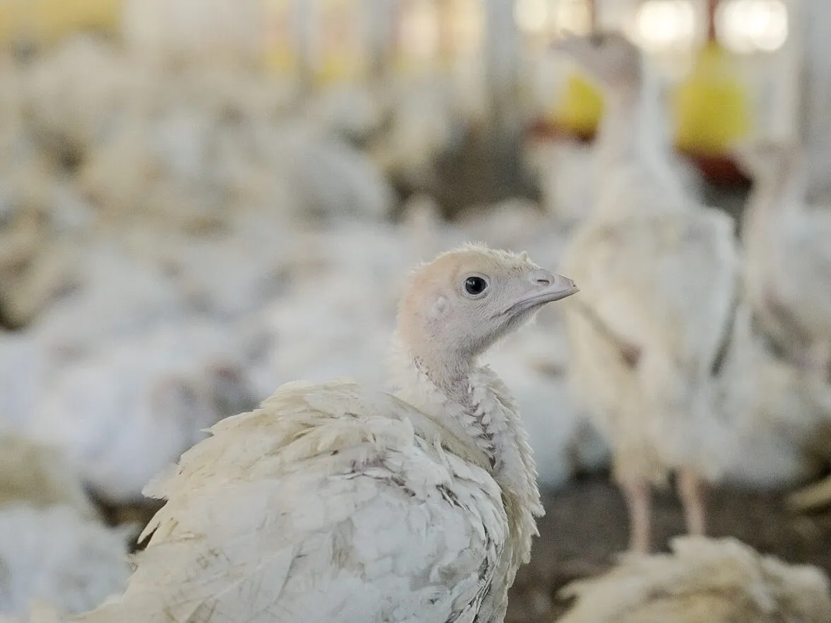 Ecco come vengono allevati i tacchini dal maggiore produttore di carne brasiliano 7