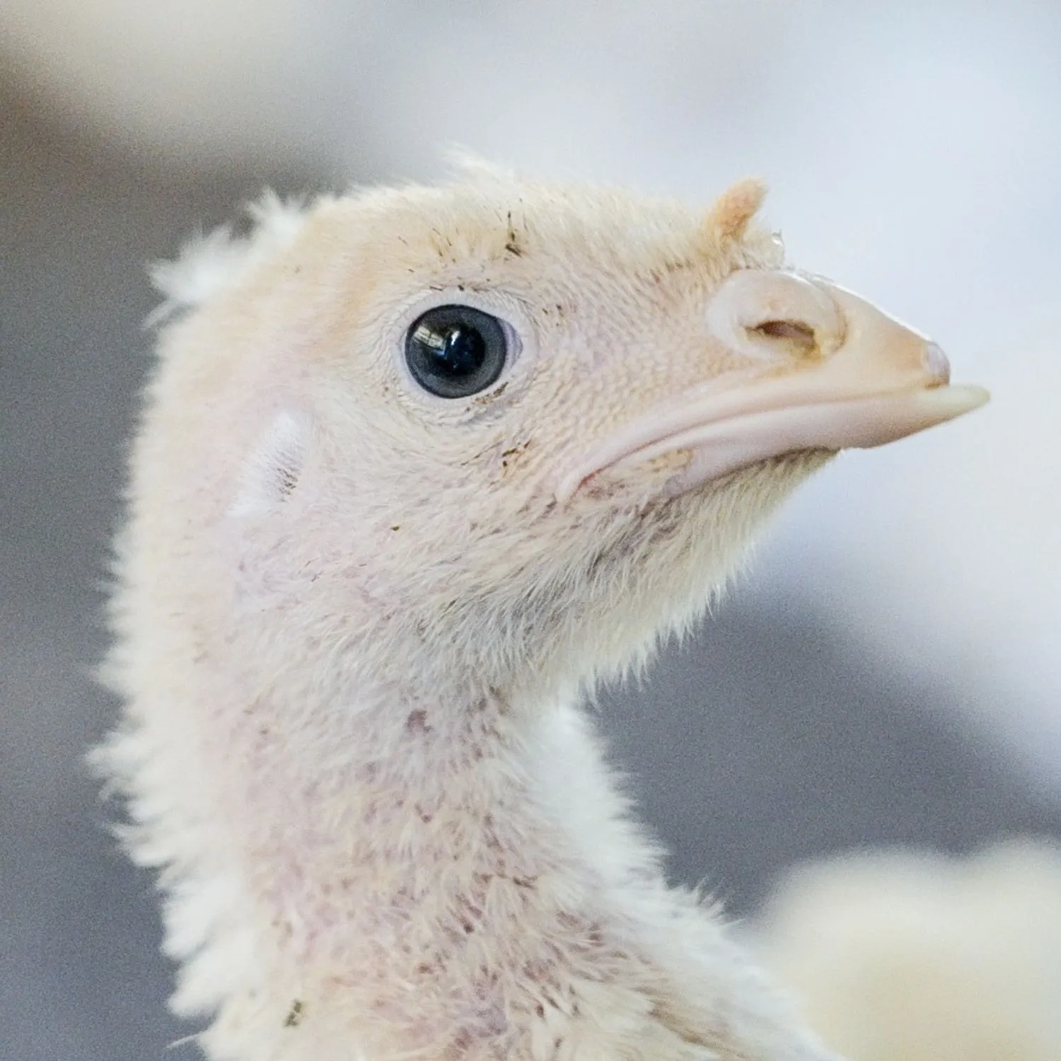 Ecco come vengono allevati i tacchini dal maggiore produttore di carne brasiliano 1 Ecco come vengono allevati i tacchini dal maggiore produttore di carne brasiliano