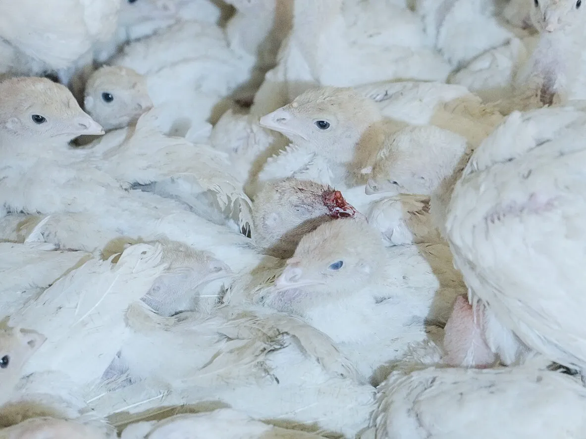 Ecco come vengono allevati i tacchini dal maggiore produttore di carne brasiliano 6