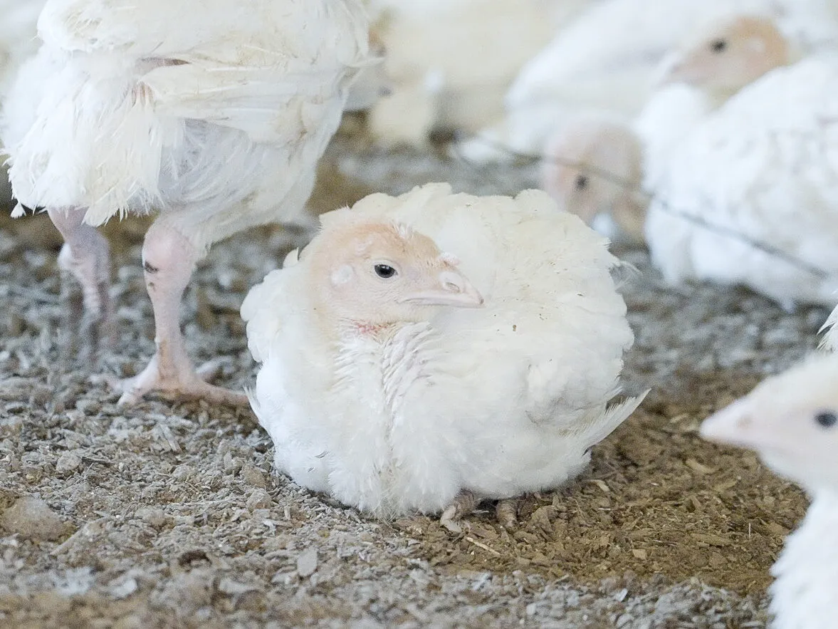 Ecco come vengono allevati i tacchini dal maggiore produttore di carne brasiliano 5