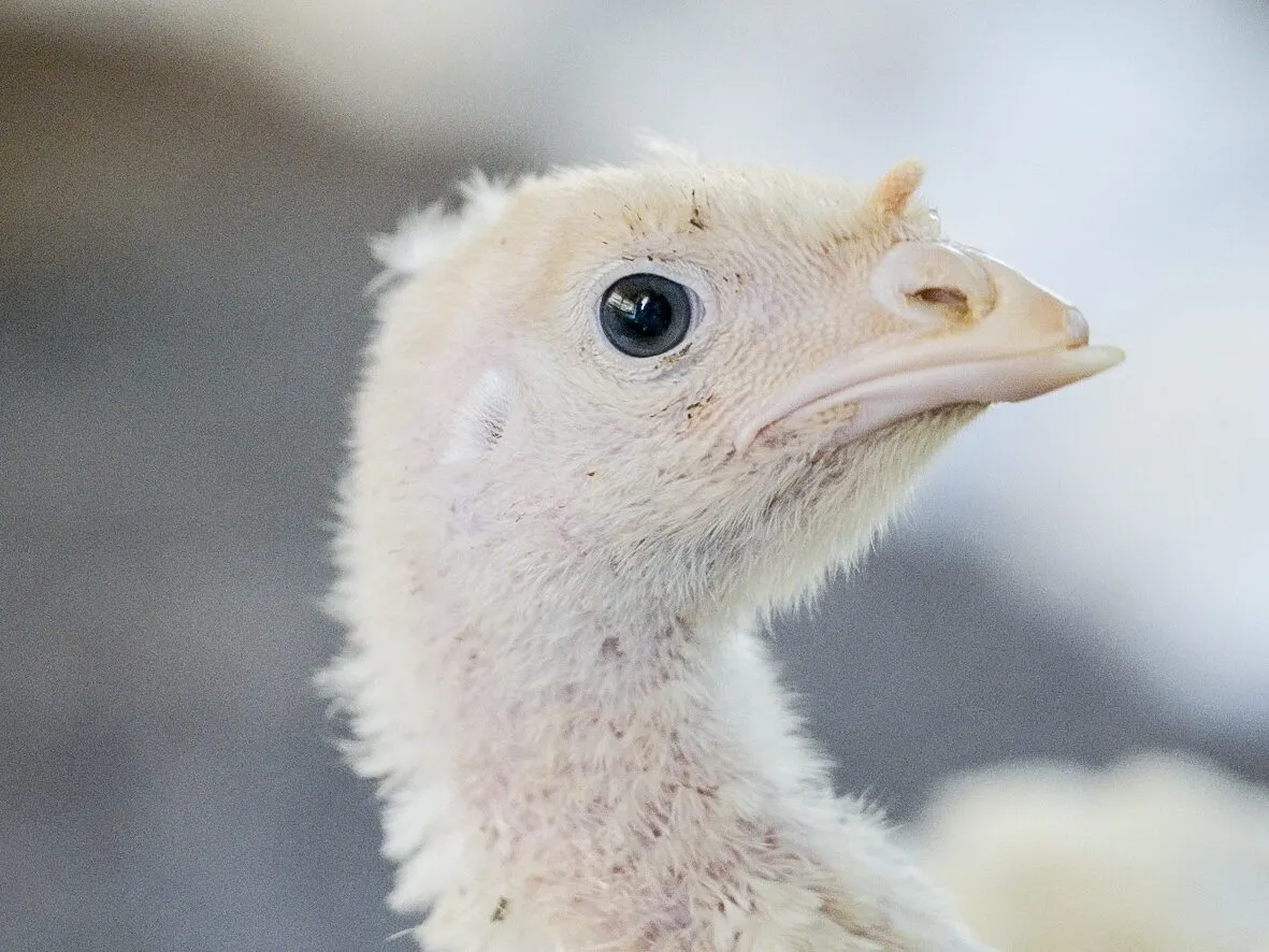 Ecco come vengono allevati i tacchini dal maggiore produttore di carne brasiliano 8