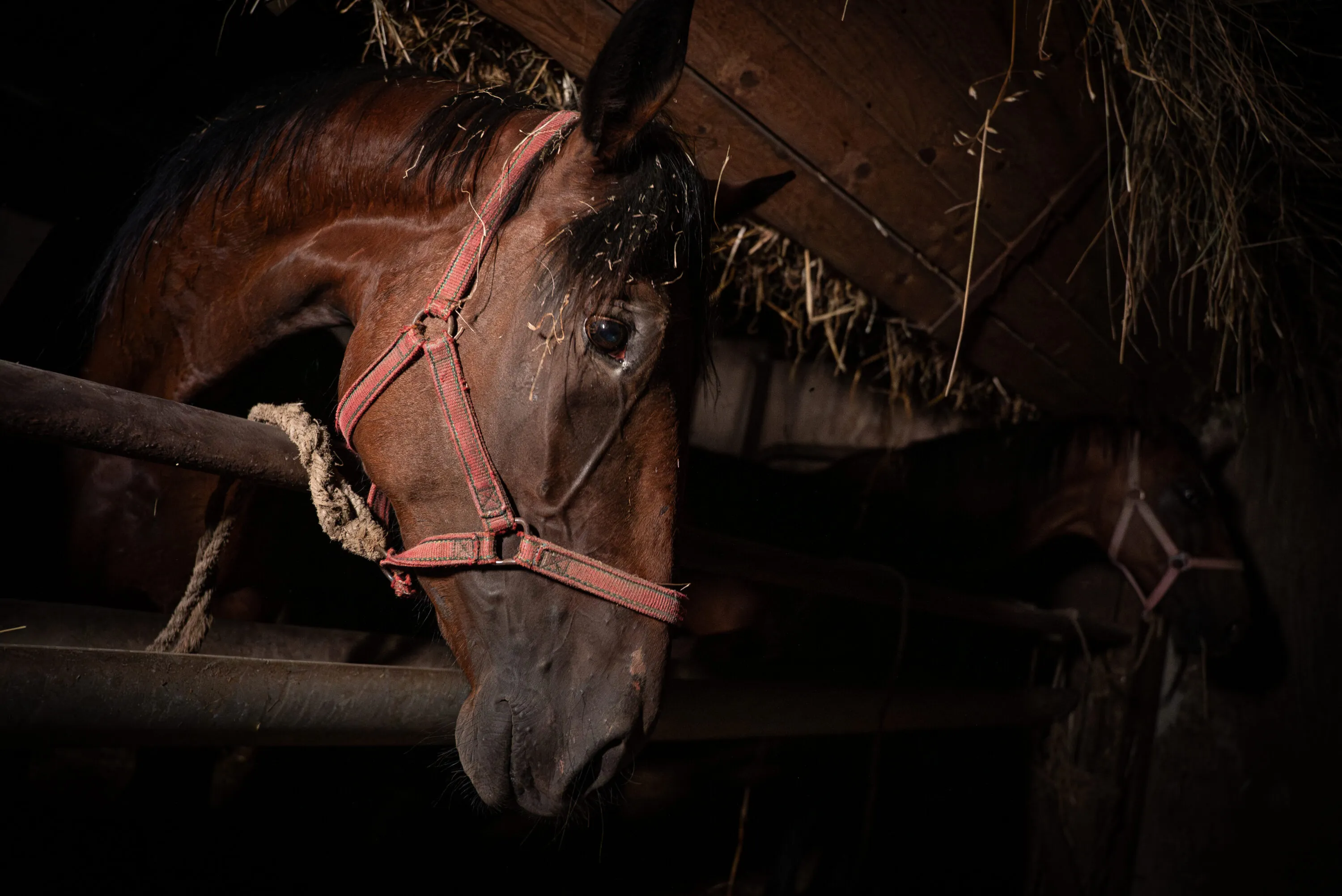 Il macello Zerbini e Ragazzi dichiara: “Il nostro lavoro è in regola”. Ecco perché non è vero 17