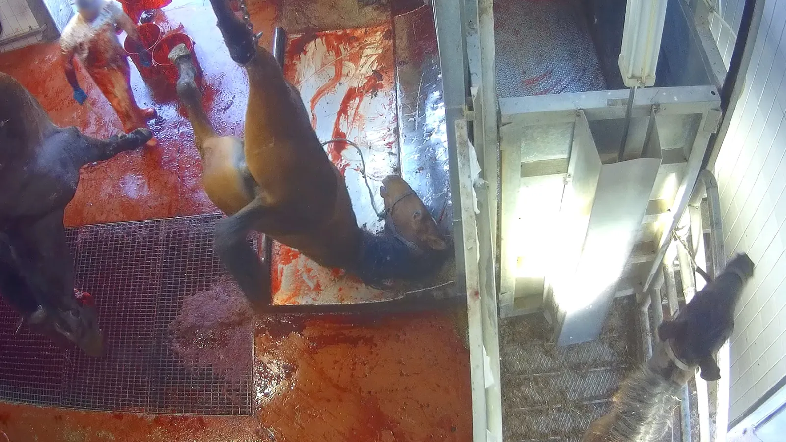 Hidden cameras investigation in an Italian equine slaughterhouse.

Carried out between November 2024 and June 2025.