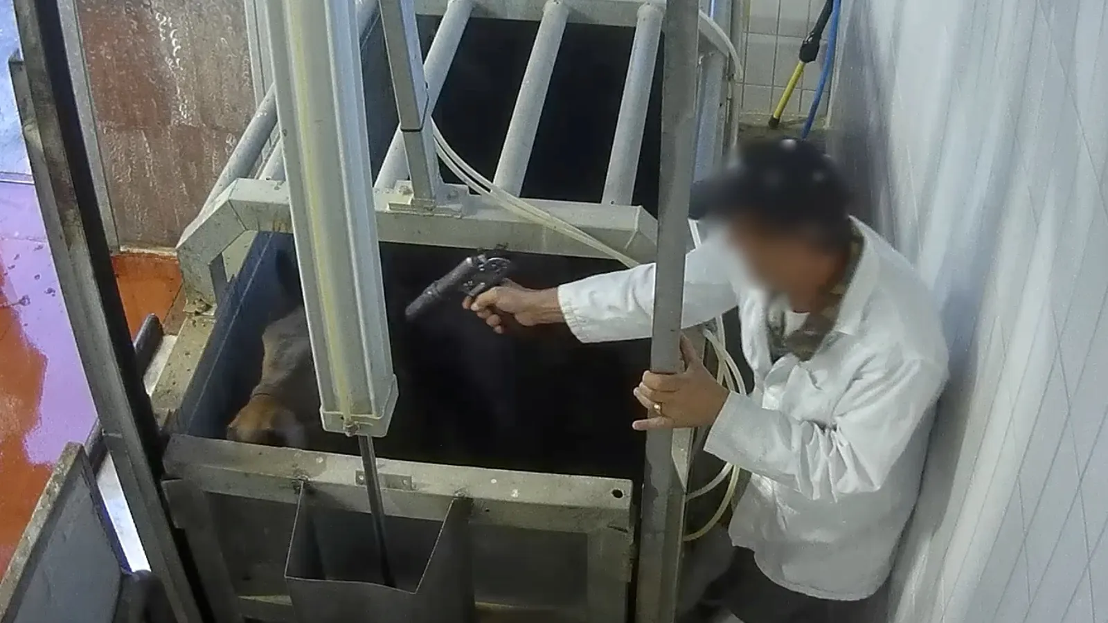 Hidden cameras investigation in an Italian equine slaughterhouse.

Carried out between November 2024 and June 2025.