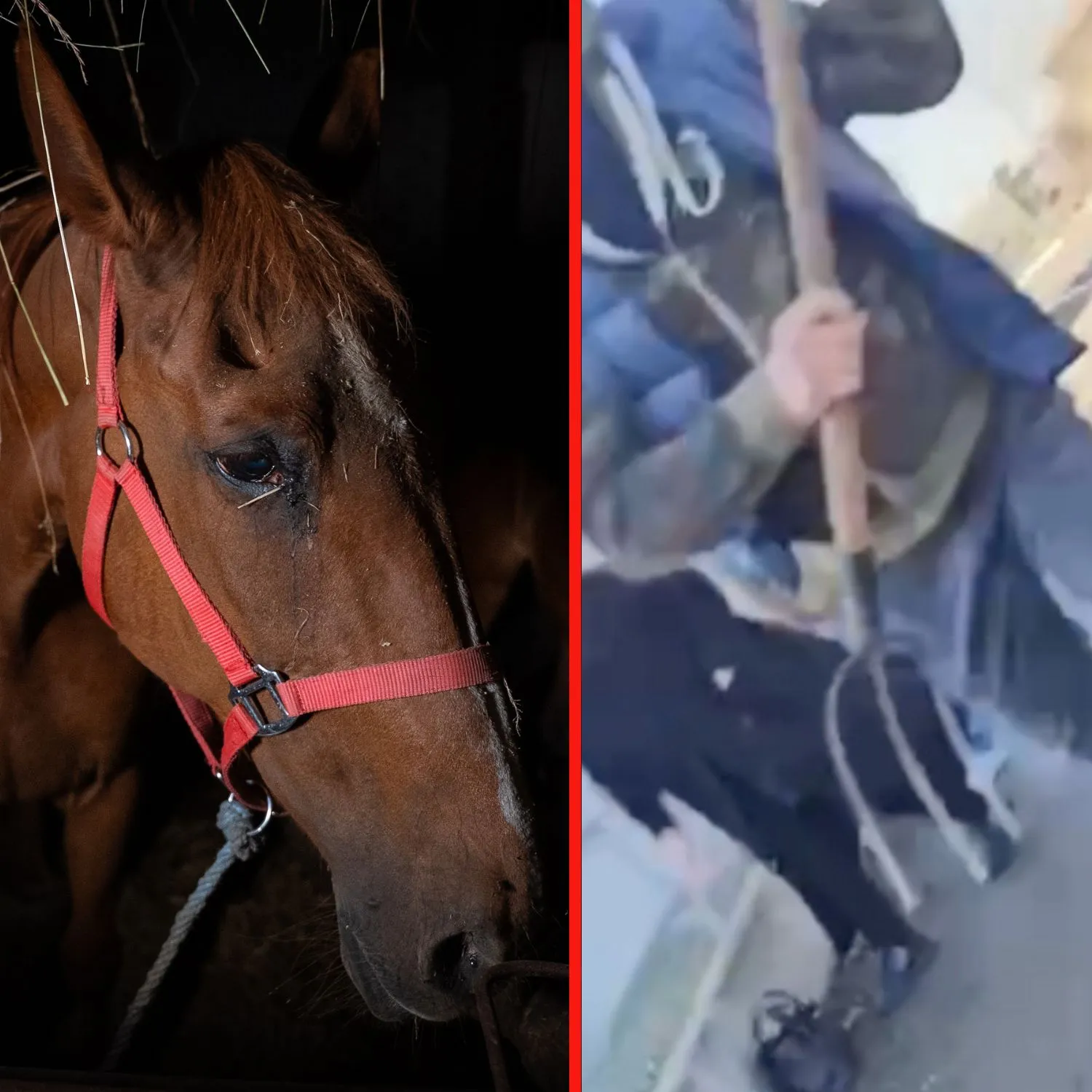 Aggrediti davanti al macello Zerbini & Ragazzi 2 Aggrediti davanti al macello Zerbini & Ragazzi