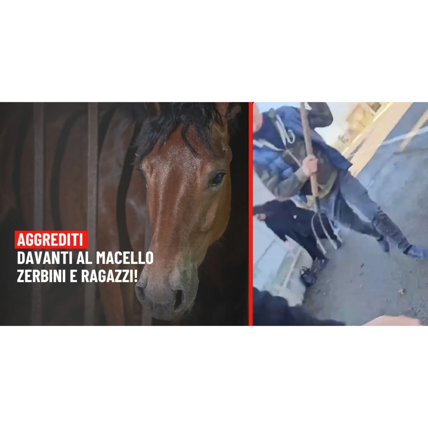 Aggrediti davanti al macello Zerbini & Ragazzi 1 Aggrediti davanti al macello Zerbini & Ragazzi