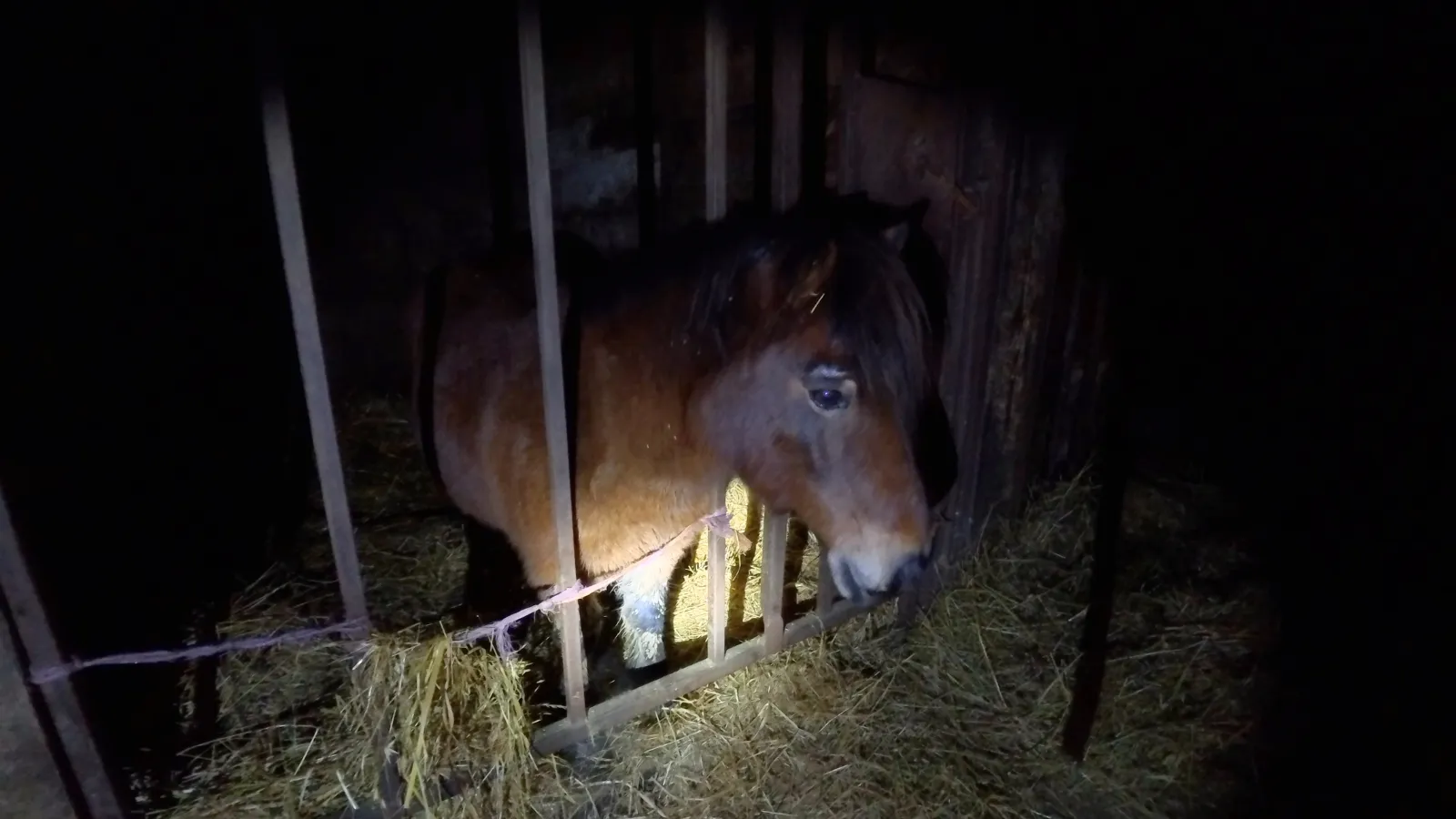 Il macello Zerbini e Ragazzi dichiara: “Il nostro lavoro è in regola”. Ecco perché non è vero 16