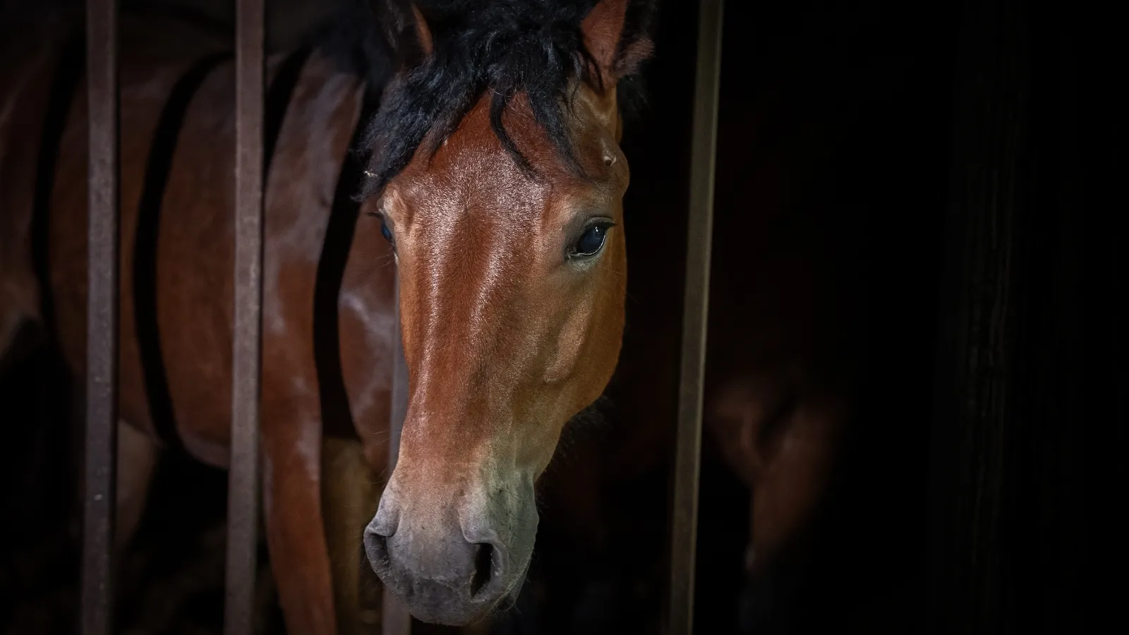 Il macello Zerbini e Ragazzi dichiara: “Il nostro lavoro è in regola”. Ecco perché non è vero 9