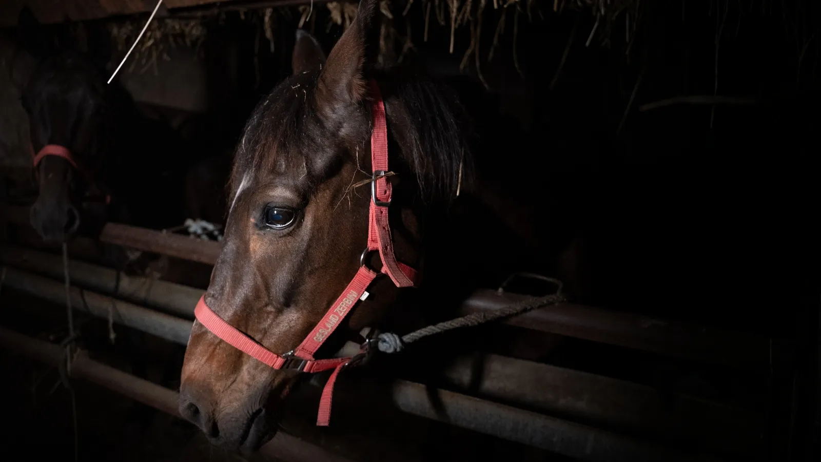 Il macello Zerbini e Ragazzi dichiara: “Il nostro lavoro è in regola”. Ecco perché non è vero 6