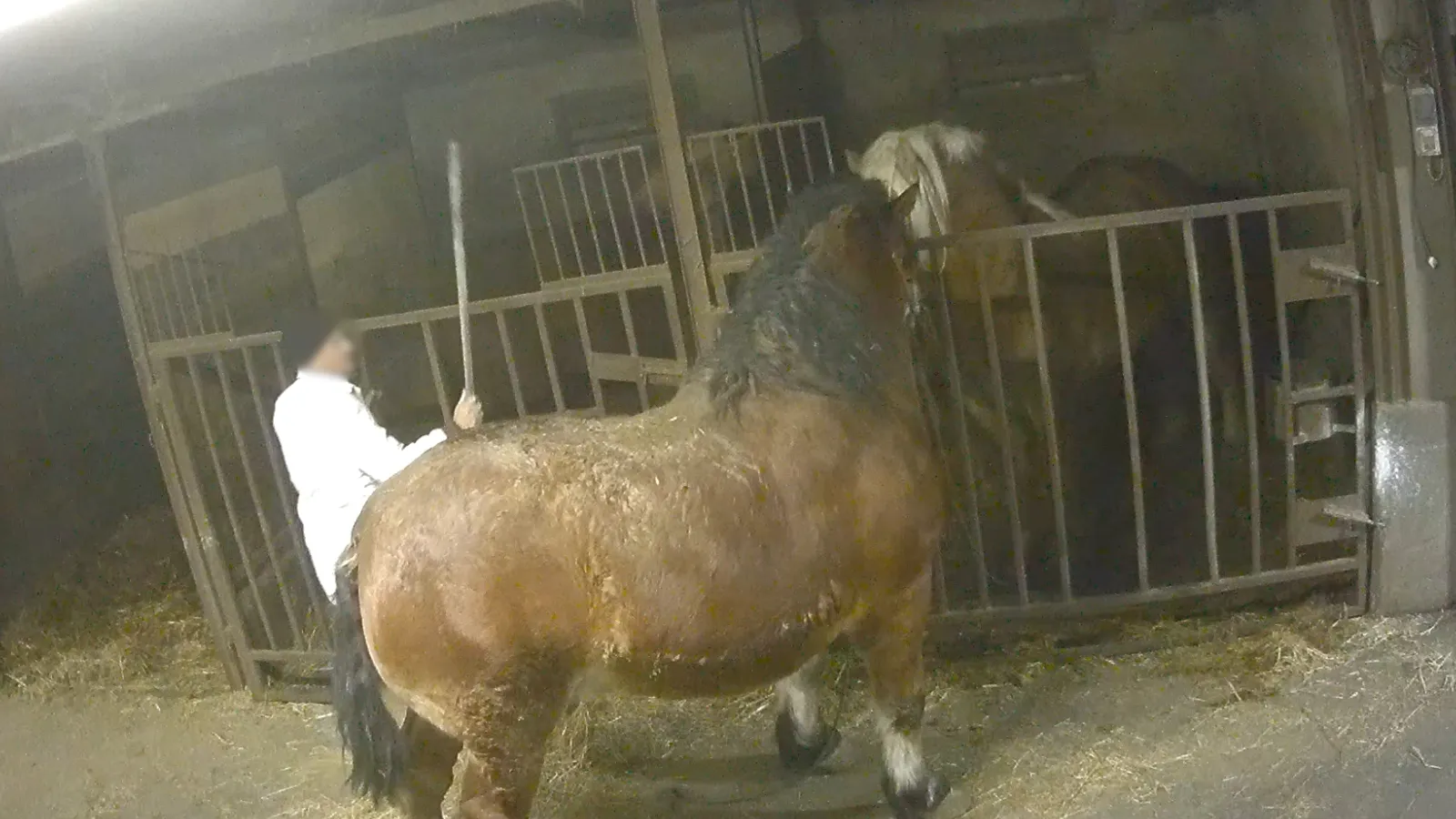 Il macello Zerbini e Ragazzi dichiara: “Il nostro lavoro è in regola”. Ecco perché non è vero 8